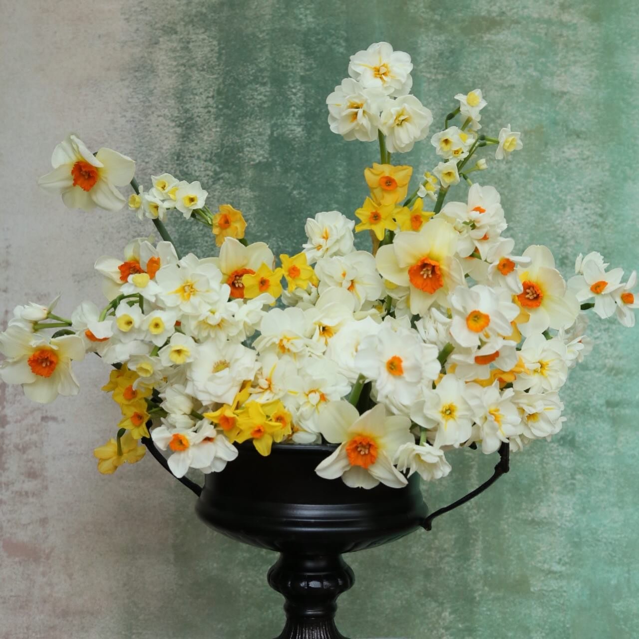 🌼feminine florals that even my kitty adores 💛

Vase @accentdecorinc 
Florals @hautau_and_sons 

#floristofinstagram #daffodil #springflower