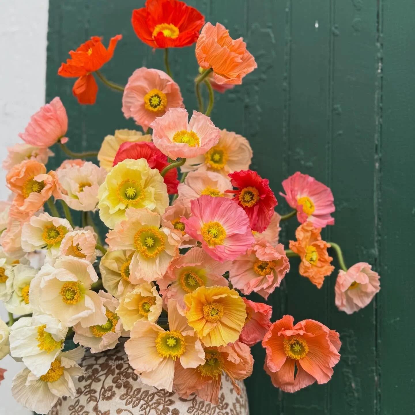 Poppies part II 

#poppies #poppyflower #springflower