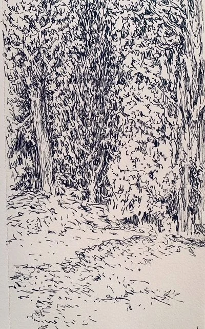   Forest Communing  pen and ink 12 x 9 2024 
