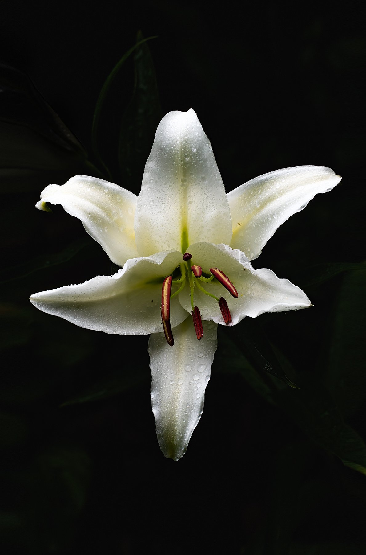 Casa Blanca Oriental Lily (7-7-22)_photography_27x21_Social_Badge.jpg