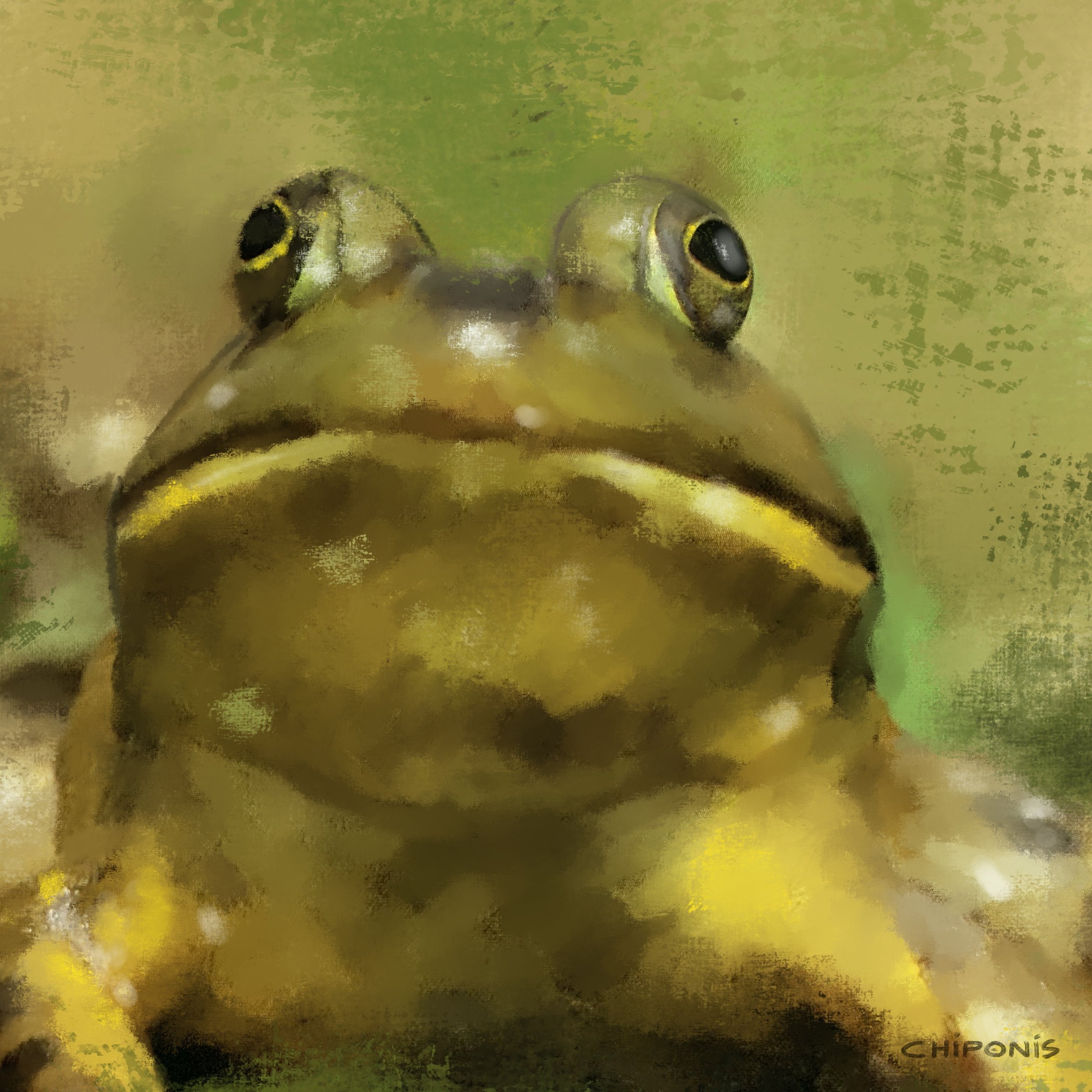 French Creek Bullfrog_iPad Illustration_8x8.jpeg