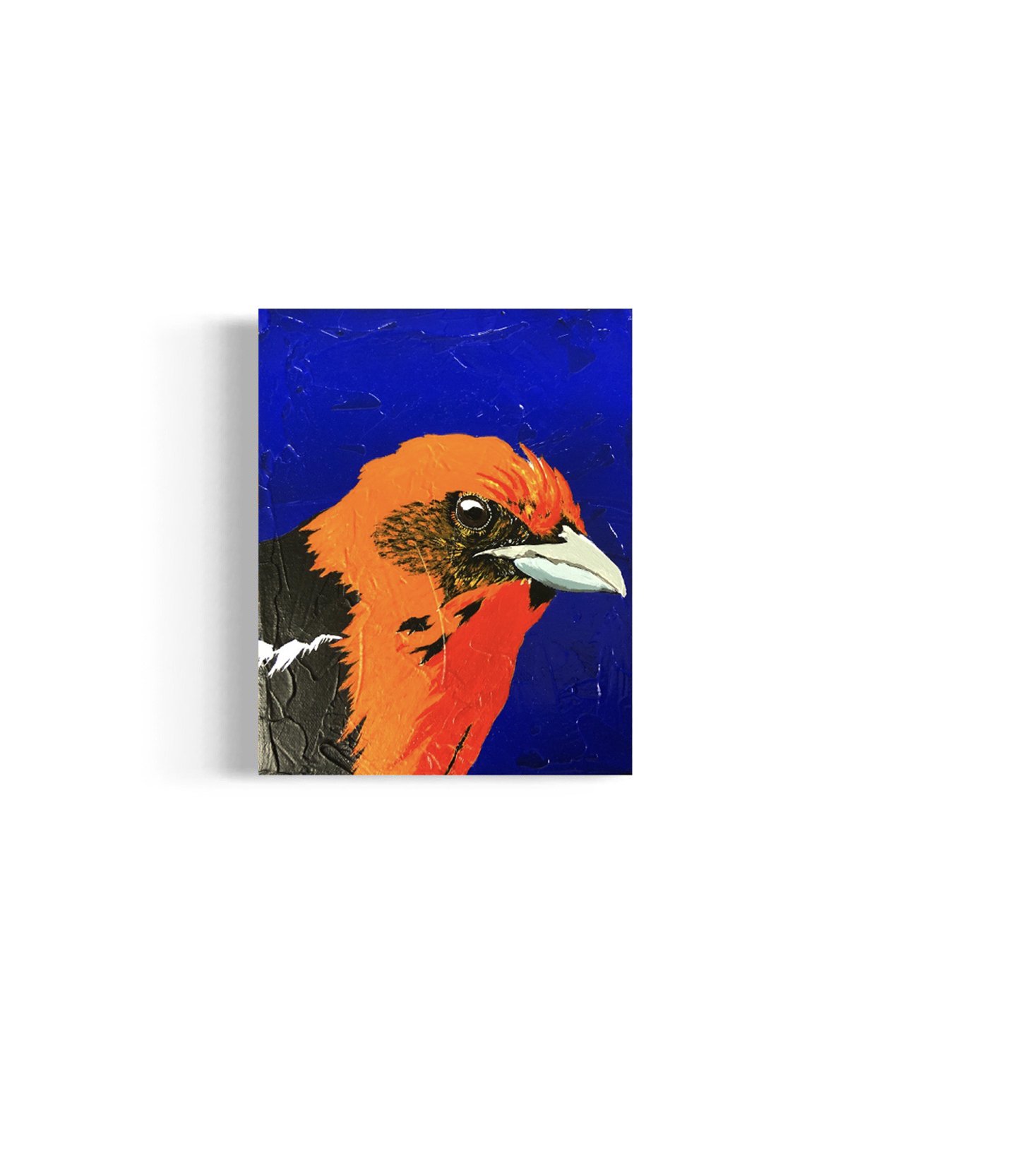 Flame-colored Tanager.jpg