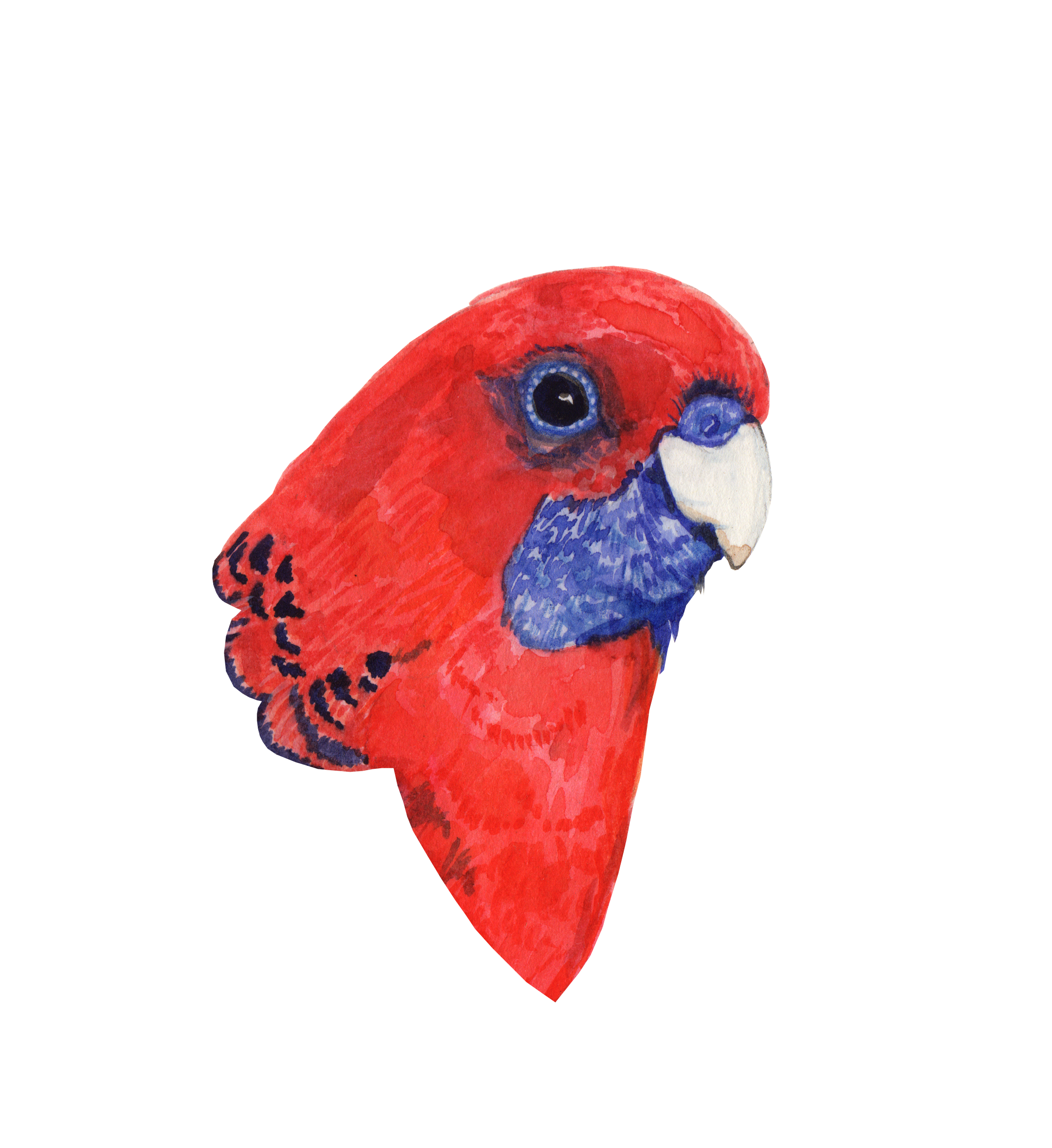 Crimson Rosella bust.png