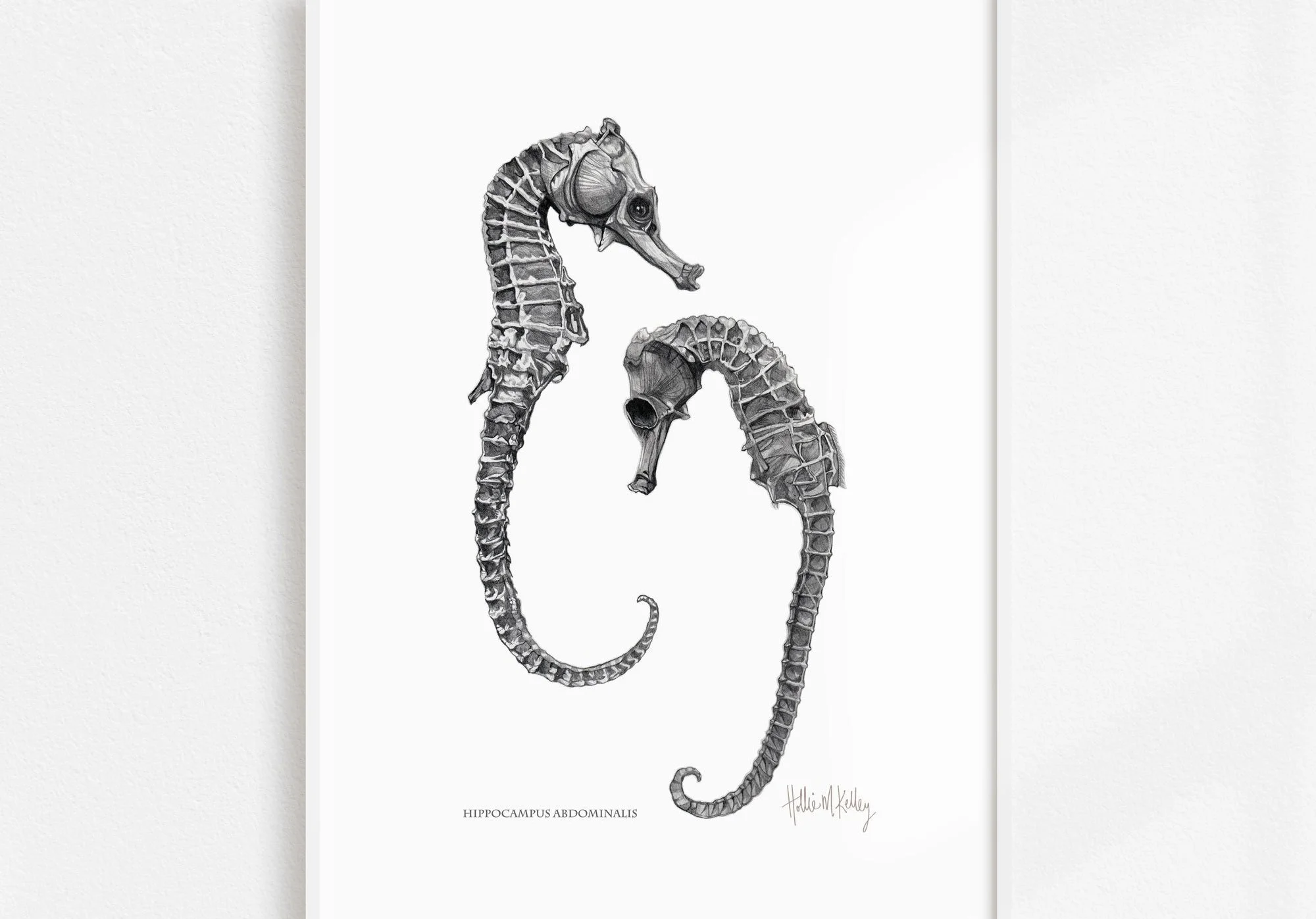hippocampus abdominalis seahorse graphite drawing by hollie kelley