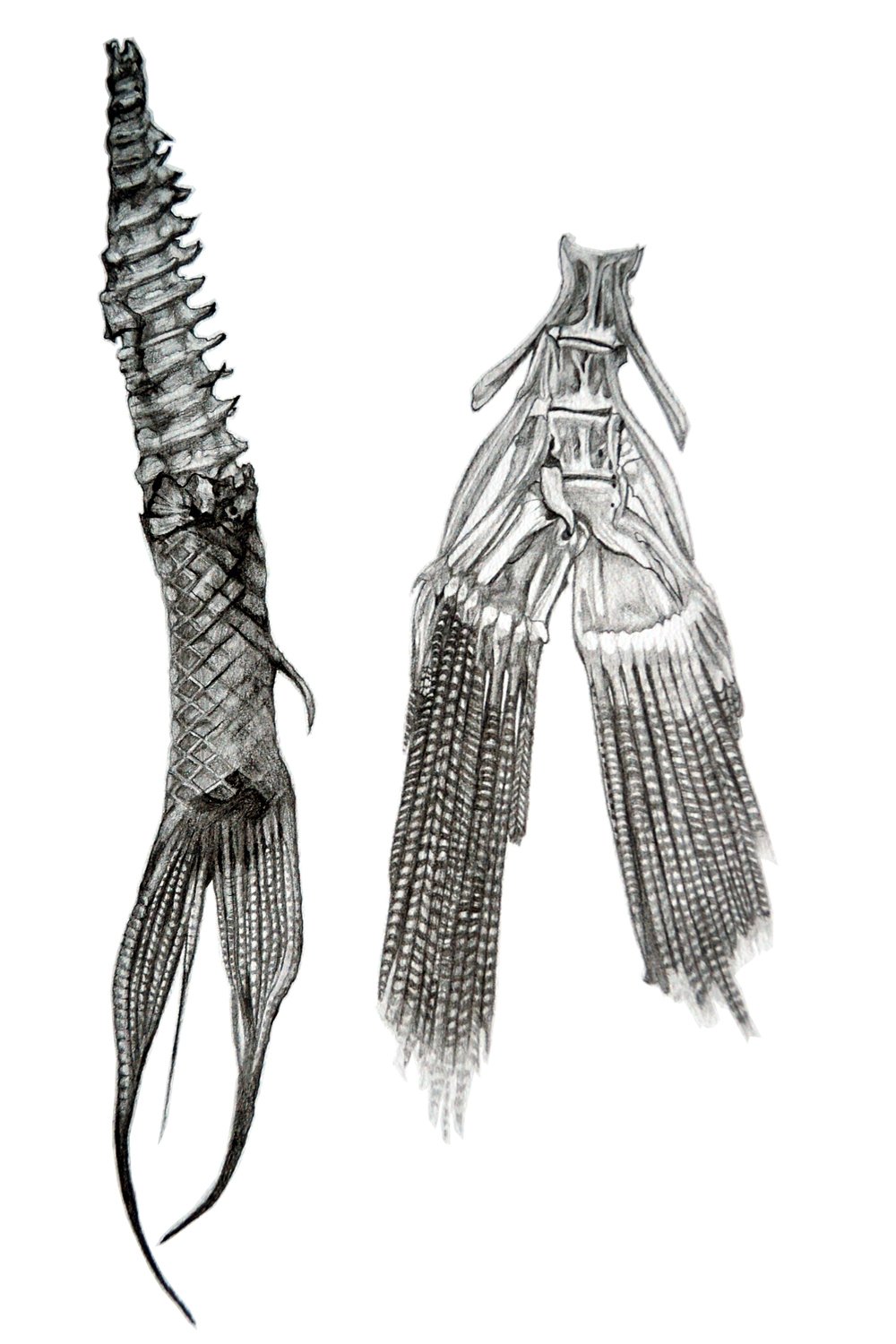 silver perch tails (paradise hills).jpg