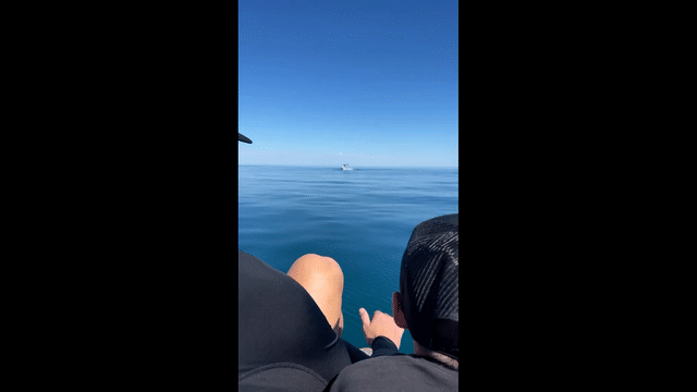 Phil and Seb Humpback Whales.gif