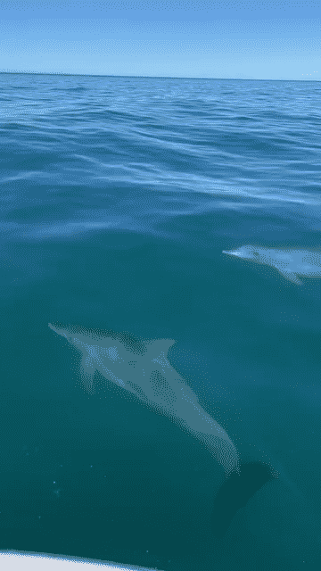 Seb and Dolphins-low.gif