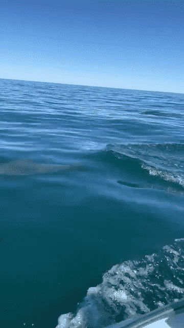 Seb and Dolphins-low (1).gif