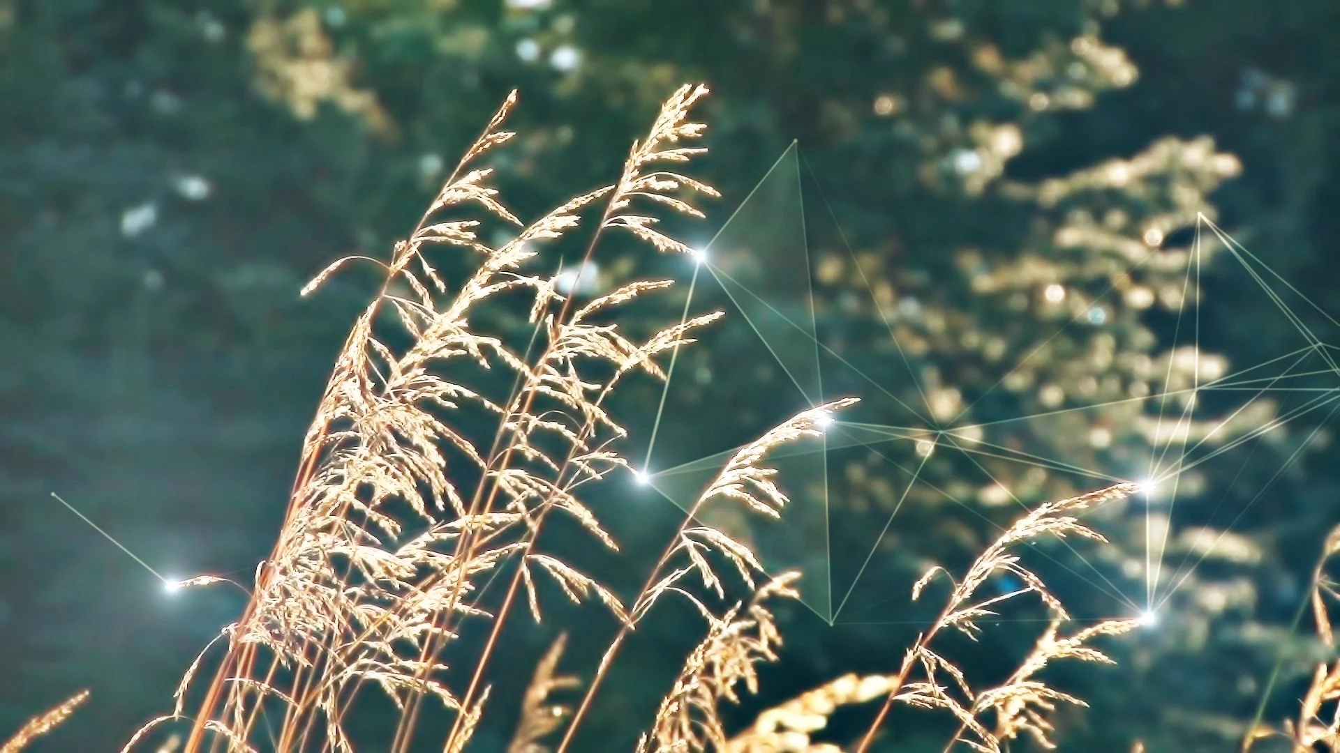 Grass and Plexus - experimental