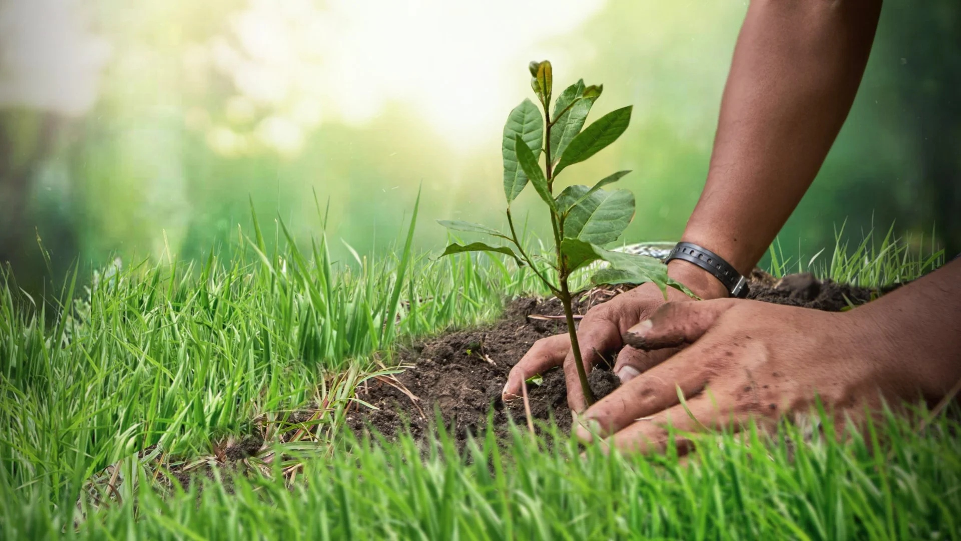 PLANTING.jpg