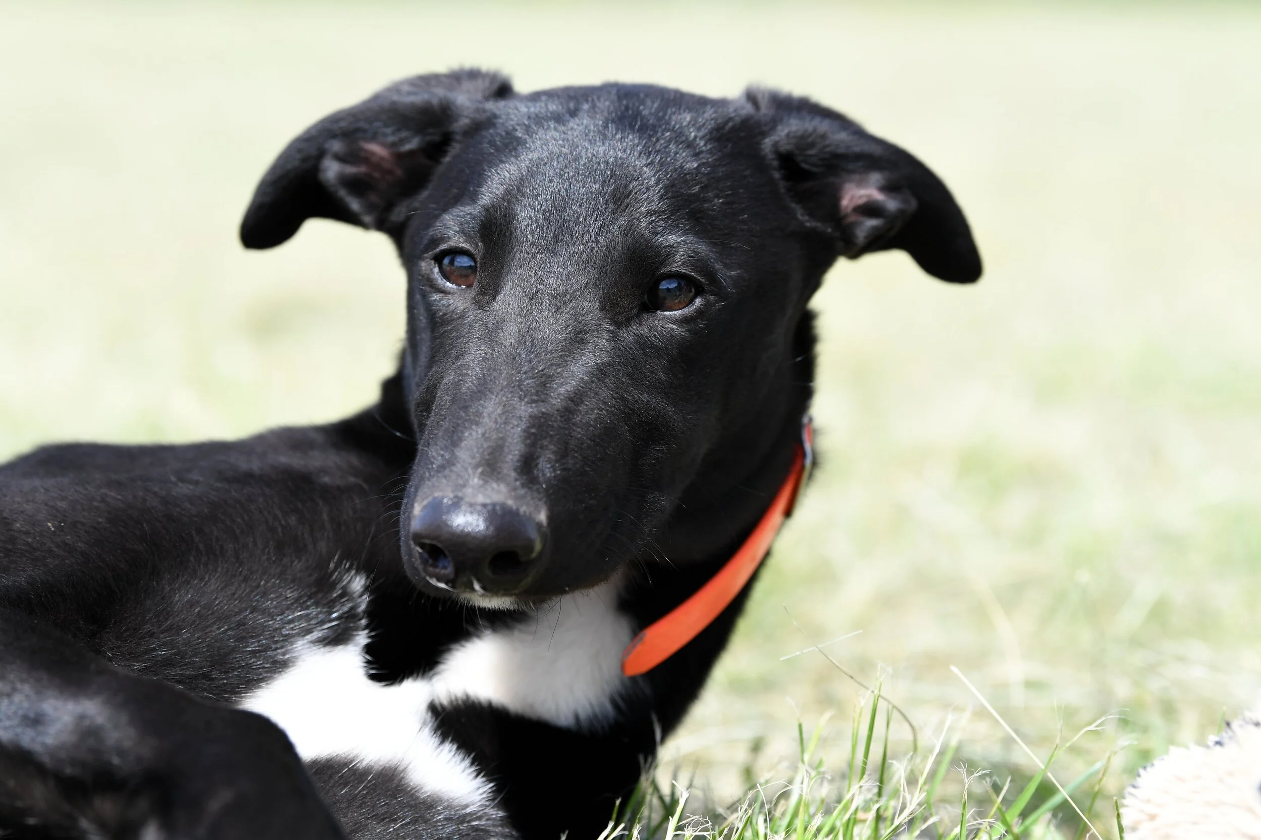 Greyhound Ownership — Kramerica Greyhounds