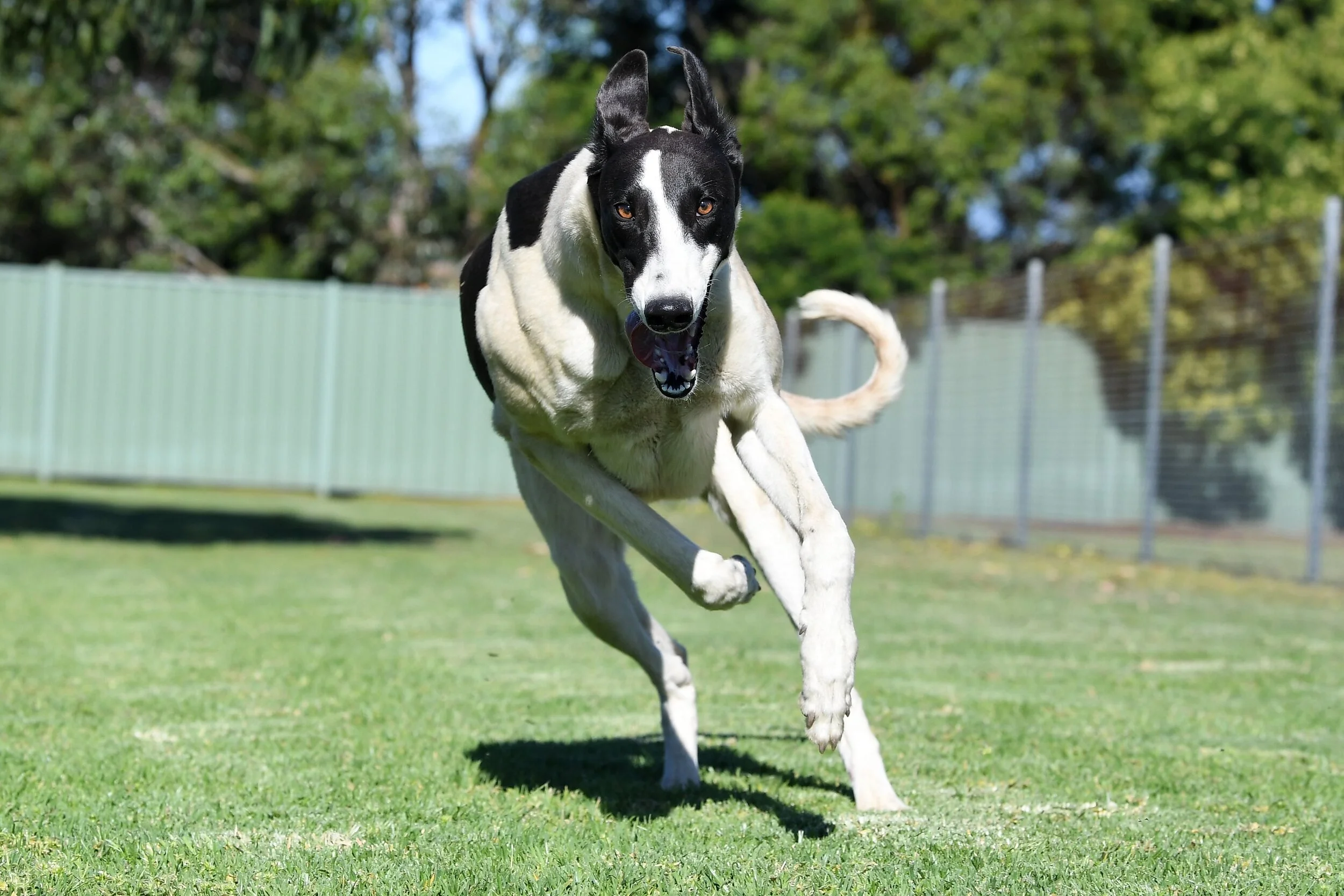 Greyhound Ownership — Kramerica Greyhounds