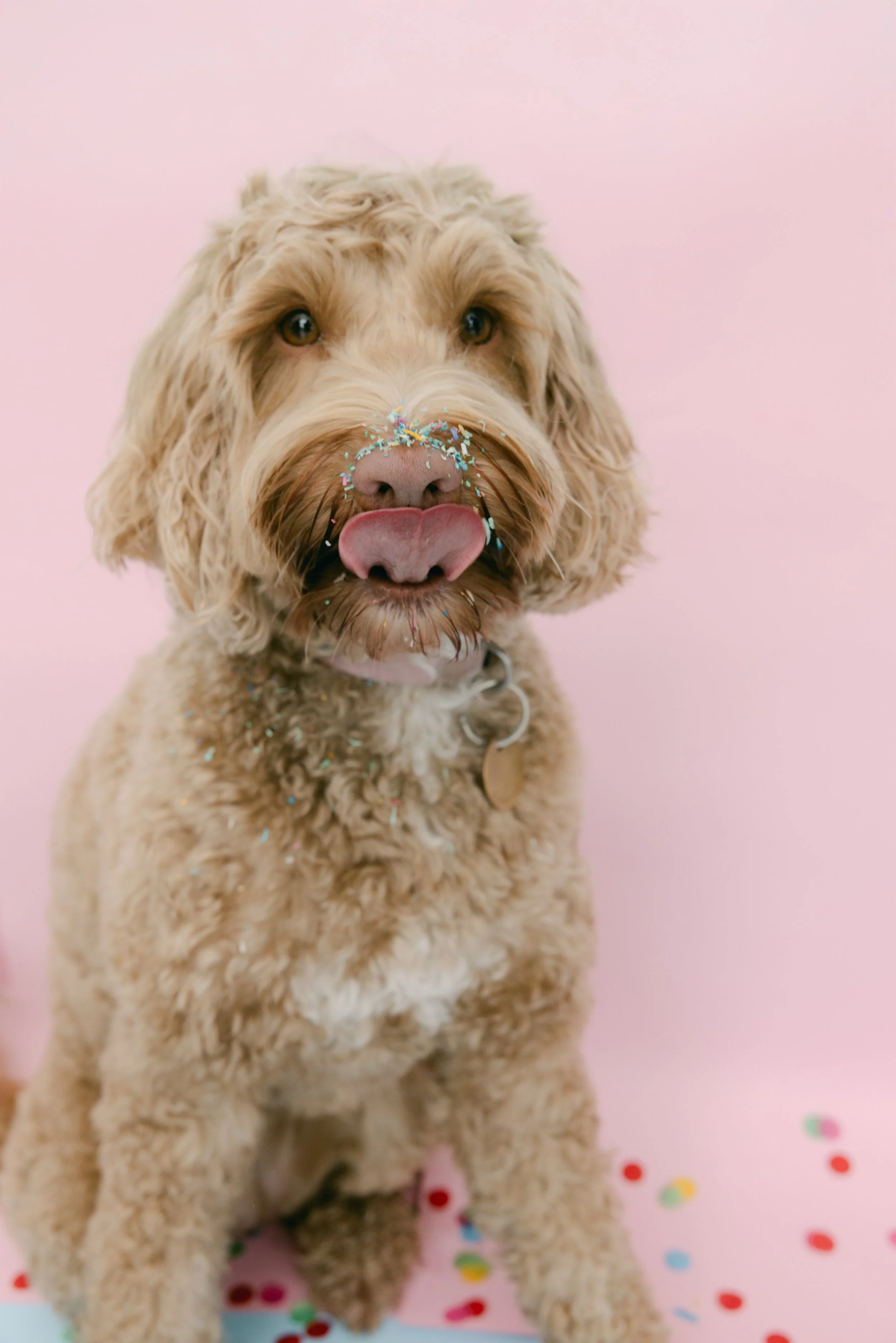 RGS_DOGGI_DESSERTS69.jpg