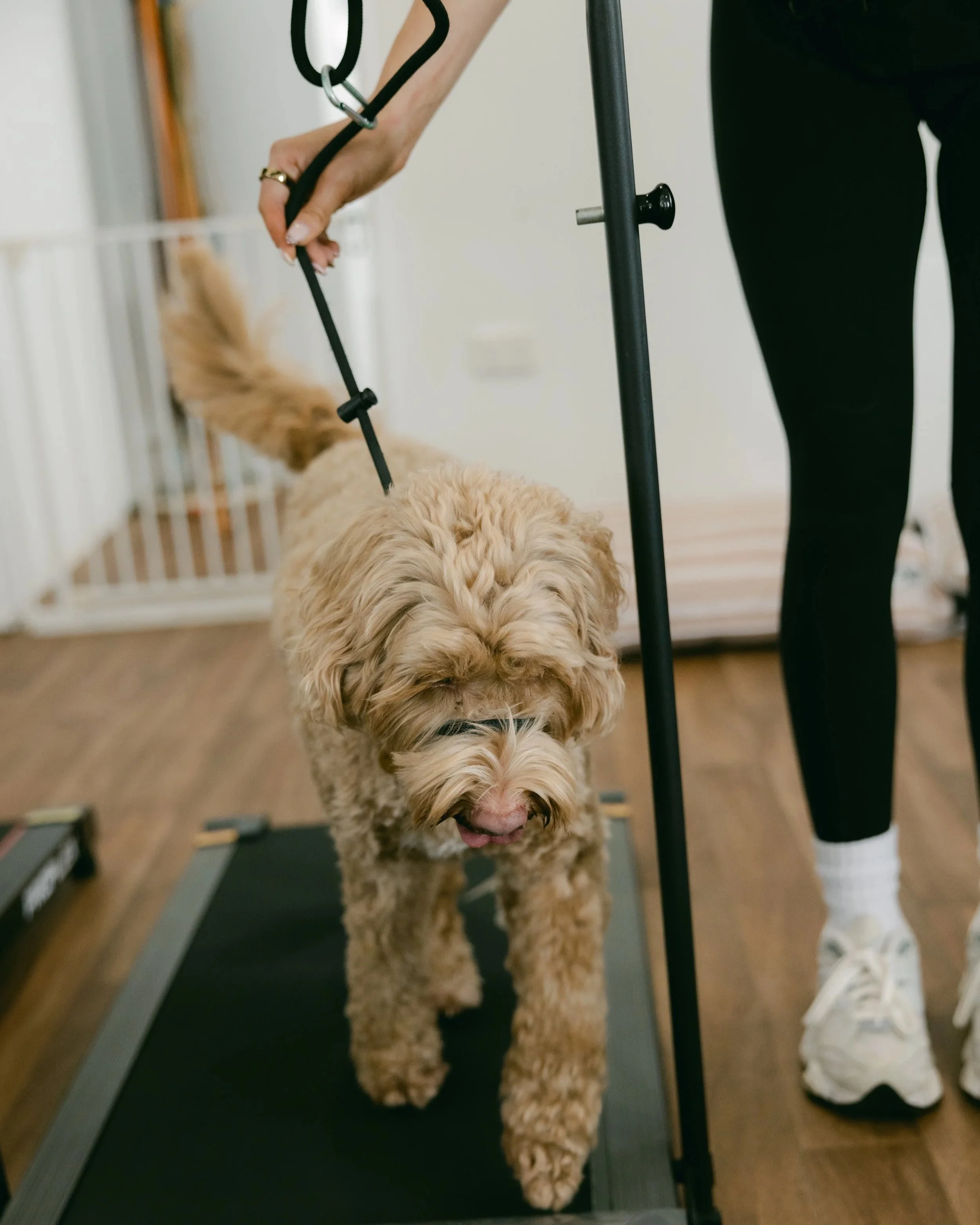 A person grooming a fluffy, light brown dog on a grooming table with a black grooming arm and leash. The dog has curly fur and appears to be undergoing a grooming session.