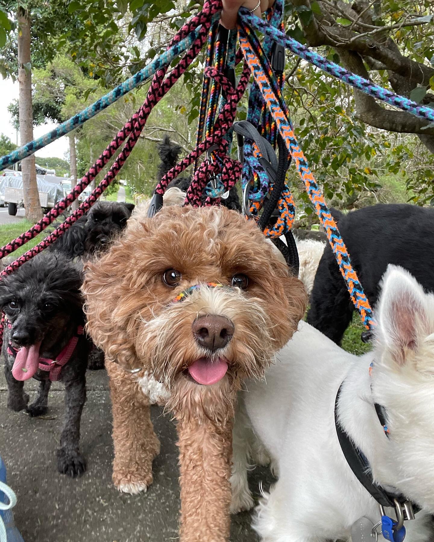 Thursday adventures with these cool kids 💦🐾💙🐶

Contact us via our website or DM if you would like your dog to join the DOGGI pack!
.
.
.
.
.
#dogdaycarebrisbane #dogwalkerbrisbane #dogsofbrisbane #dogsofpaddington #dogdaycarepaddington #dogwalker