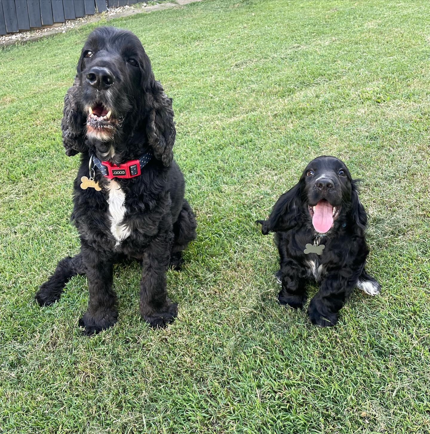 Weekend adventures of two Cocker Spaniels and their pal Ted! 🐾🐕&zwj;🦺🧸
.
.
.
.
.
#dogdaycarebrisbane #dogwalkerbrisbane #dogsofbrisbane #dogsofpaddington #dogdaycarepaddington #dogwalkerpaddington #brisbanepuppies #dogtrainer #dogtrainerbrisbane 