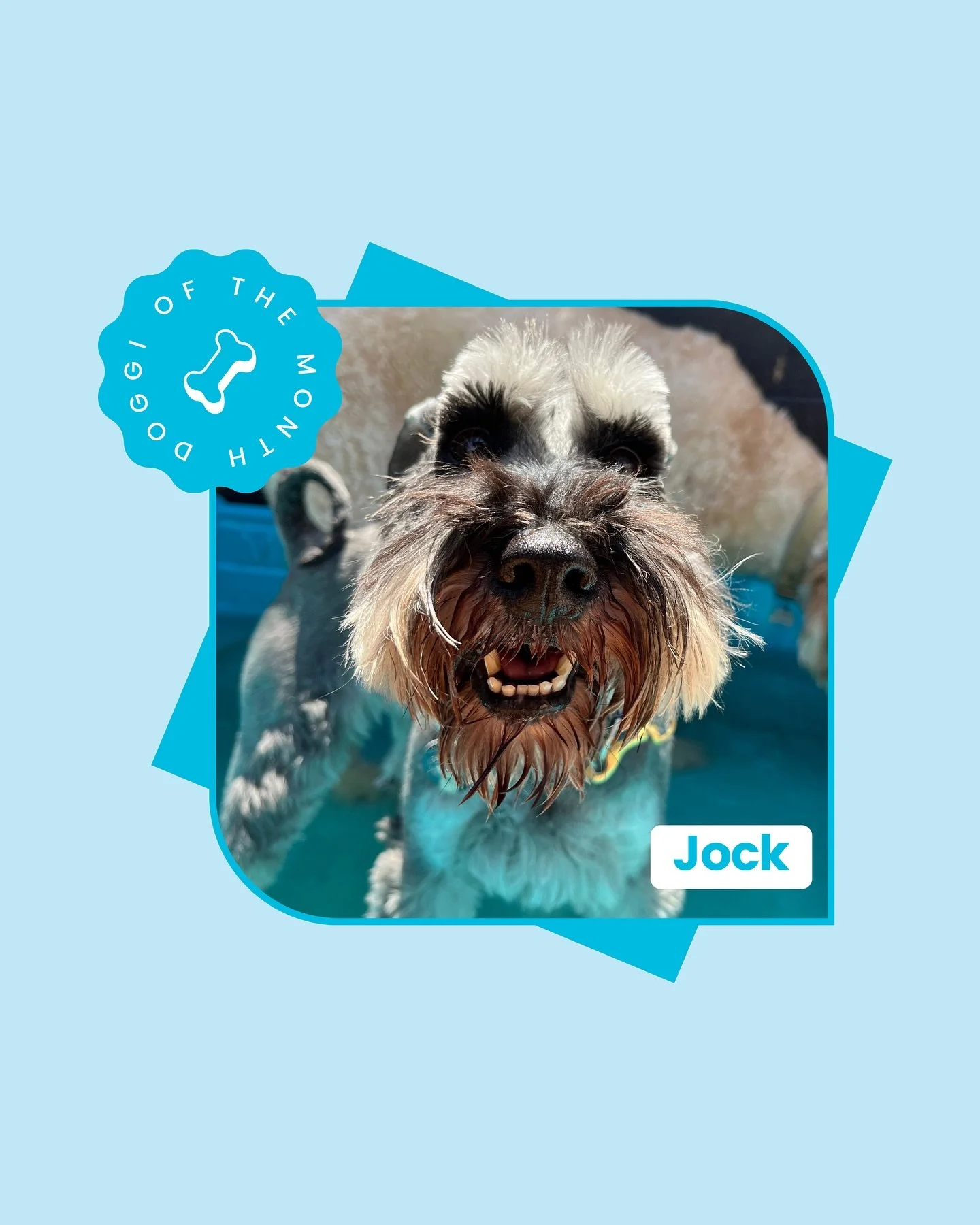 Doggi of the Month goes to Jock! 🦴

When Jock first joined us, he had big feelings and a lot to say&mdash;barking at everything, struggling with separation anxiety, and finding walks overwhelming around people and dogs. His humans couldn&rsquo;t lea