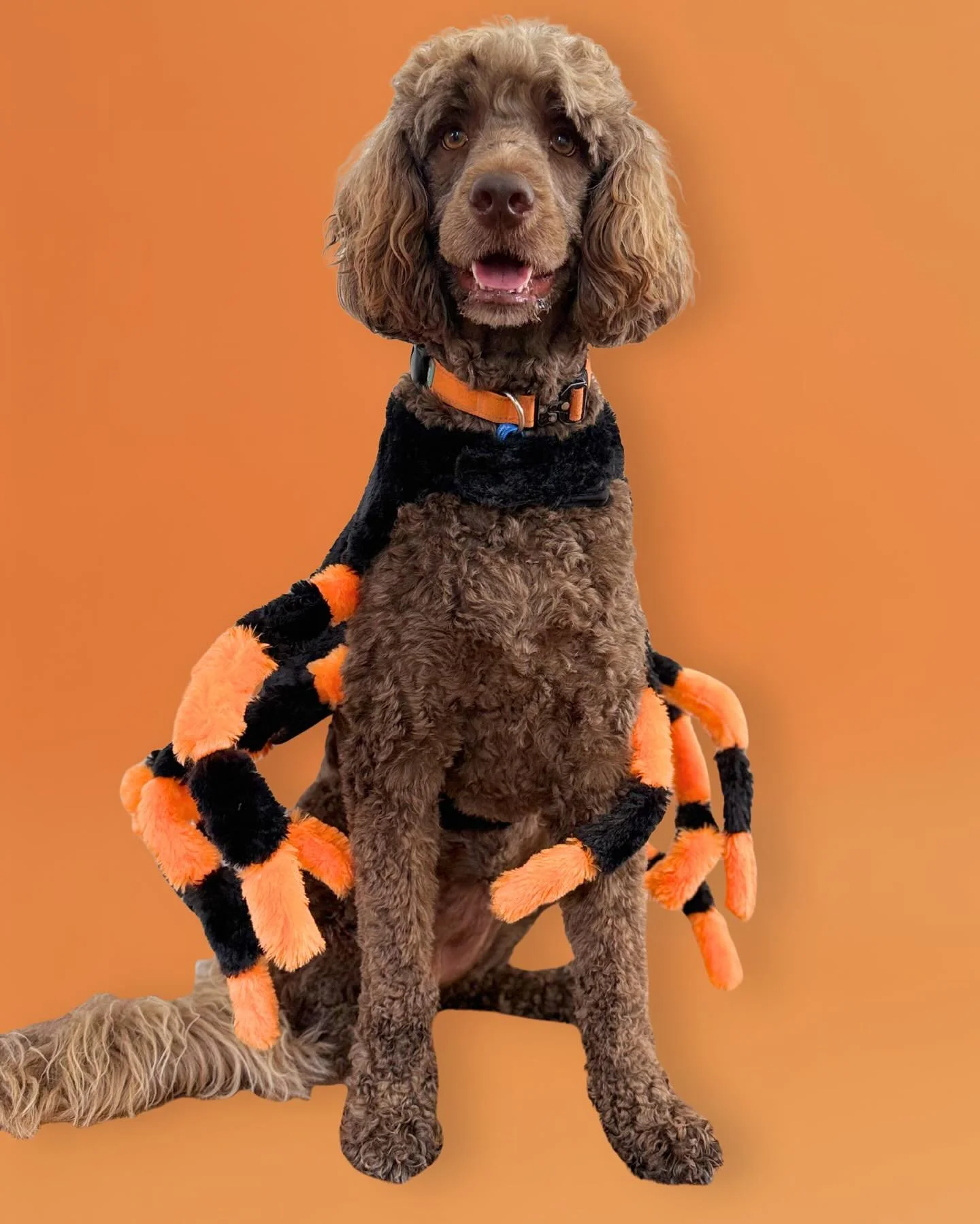 Howl-o-ween Week is off to a spooky start! 👻
Day One brought some fang-tastic costumes. Our winner for yesterday was @georgeandhobart as the @duluxaus Dog. Can&rsquo;t wait to see what the rest of the week brings&hellip;