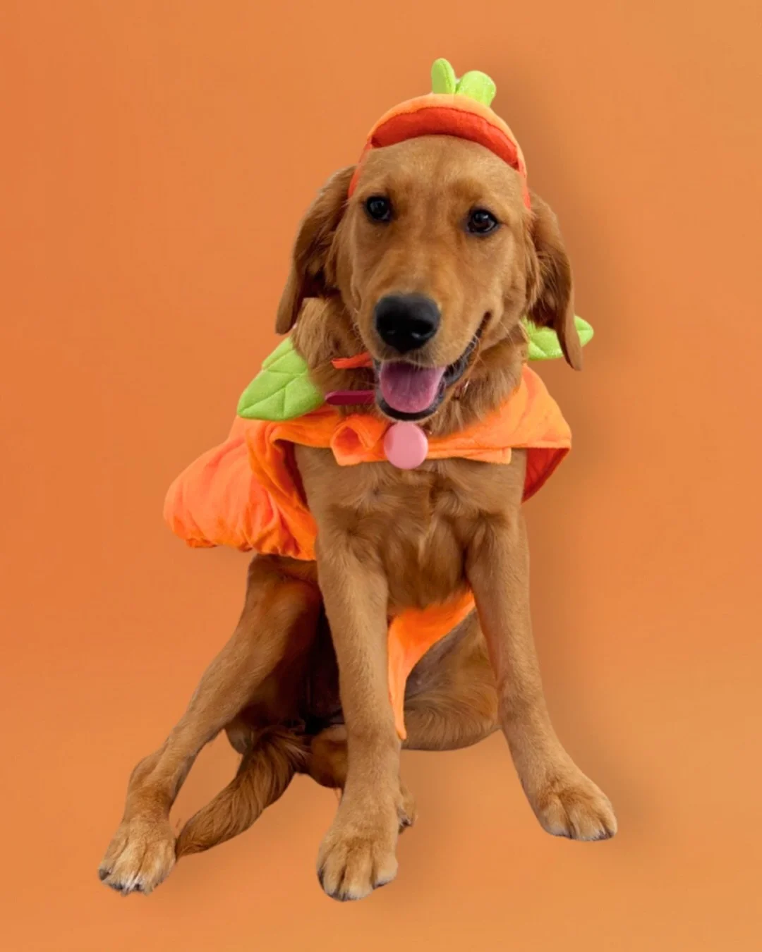 Day two did not disappoint! 👻
The costumes were spooktacular and the competition was fierce! But Leo stomped his way to victory &mdash; not just dressed as a dinosaur, but fully channeling his inner dino energy! 🦖