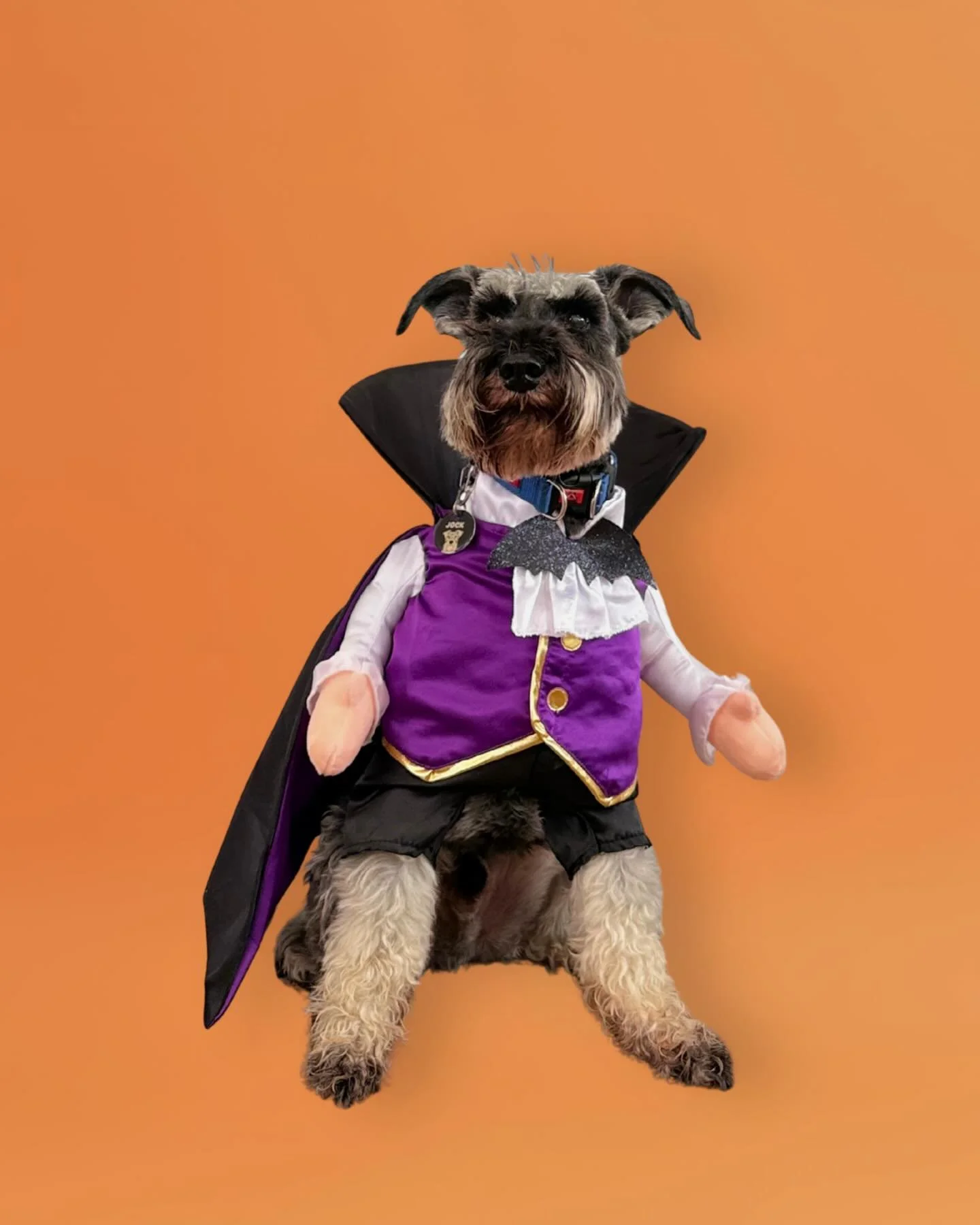 Howl-o-ween Week is off to a spooky start! 👻
Day 1 brought some fang-tastic costumes. Our winner for Monday was Hobart as the Dulux Dog! Can&rsquo;t wait to see what the rest of the week brings! 🦇