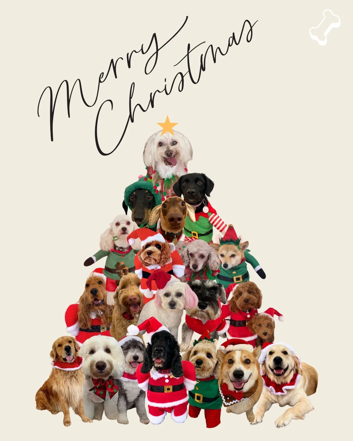 Merry Christmas from all of us at Doggi ⭐️
Wishing you and your pups a safe and happy Christmas. Thank you, as always, for your support. We look forward to seeing you all in the new year. ❤️💚