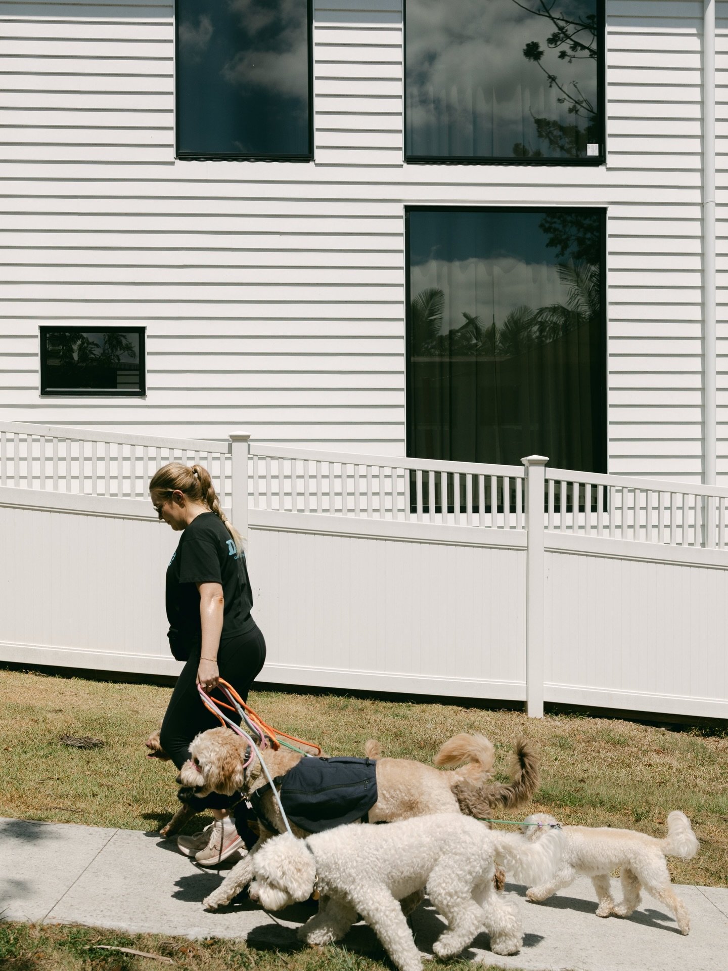 Doggi, the go-to destination for dogs 🐾