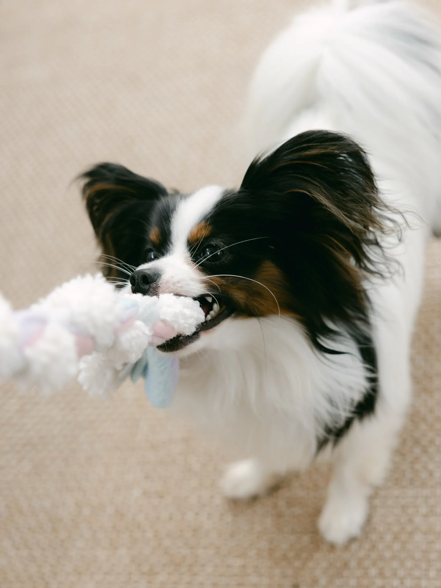 This is your sign to play more with your dog 🐾

There are so many benefits to playing tug, but here are three key reasons why we love it:

1️⃣ Fulfils natural instincts
All dogs have a prey drive to varying degrees &mdash; it&rsquo;s something we ne