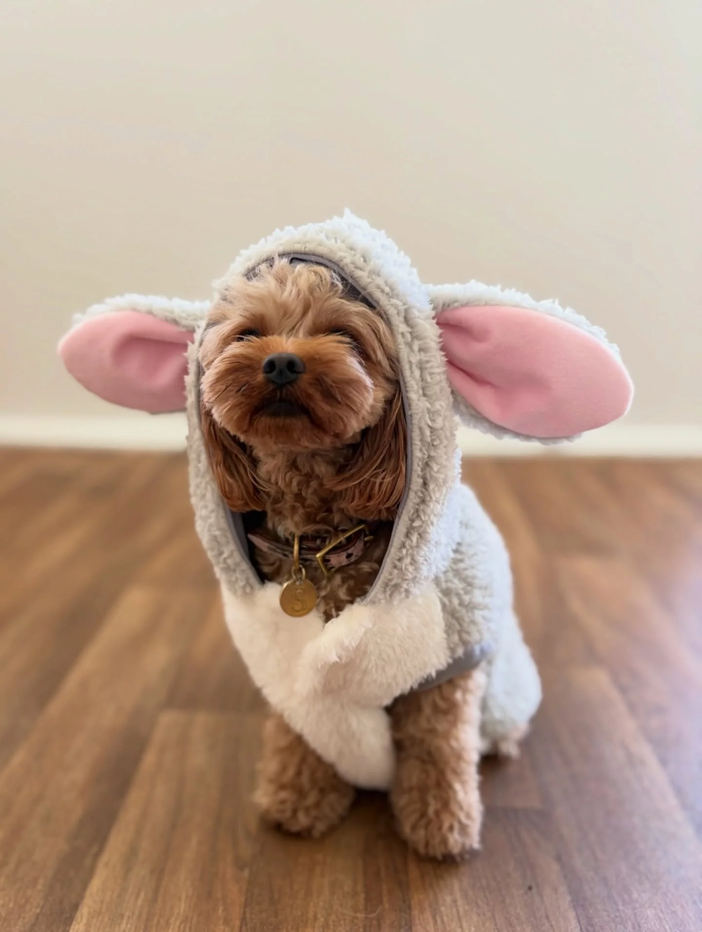 Happy Easter from the Doggi crew 🐣💛

Our pups hopped into the holiday spirit this week in their cutest Easter outfits. We hope everyone has a lovely long weekend filled with love, cuddles, and treats! 🐰

Love,
The Doggi Team x