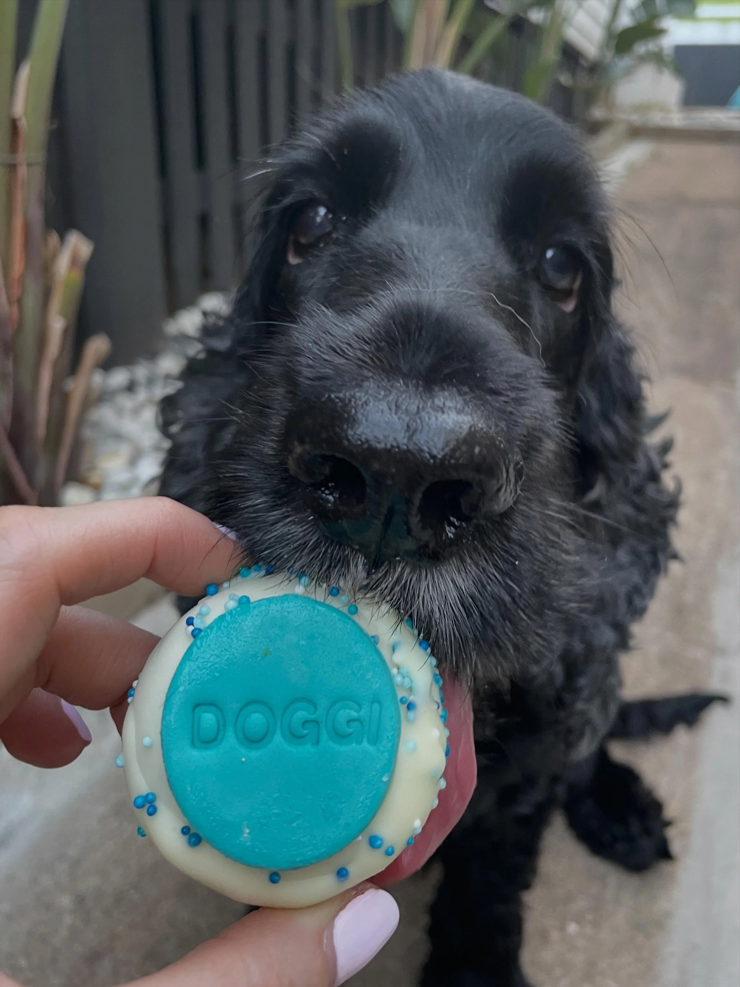 One year without Winnie 🪽💔 Not a day goes by without speaking about him. His memories still bring so much joy to our lives.

Winnie came into my life when I wasn&rsquo;t looking for another dog, but now it makes perfect sense why we found each othe