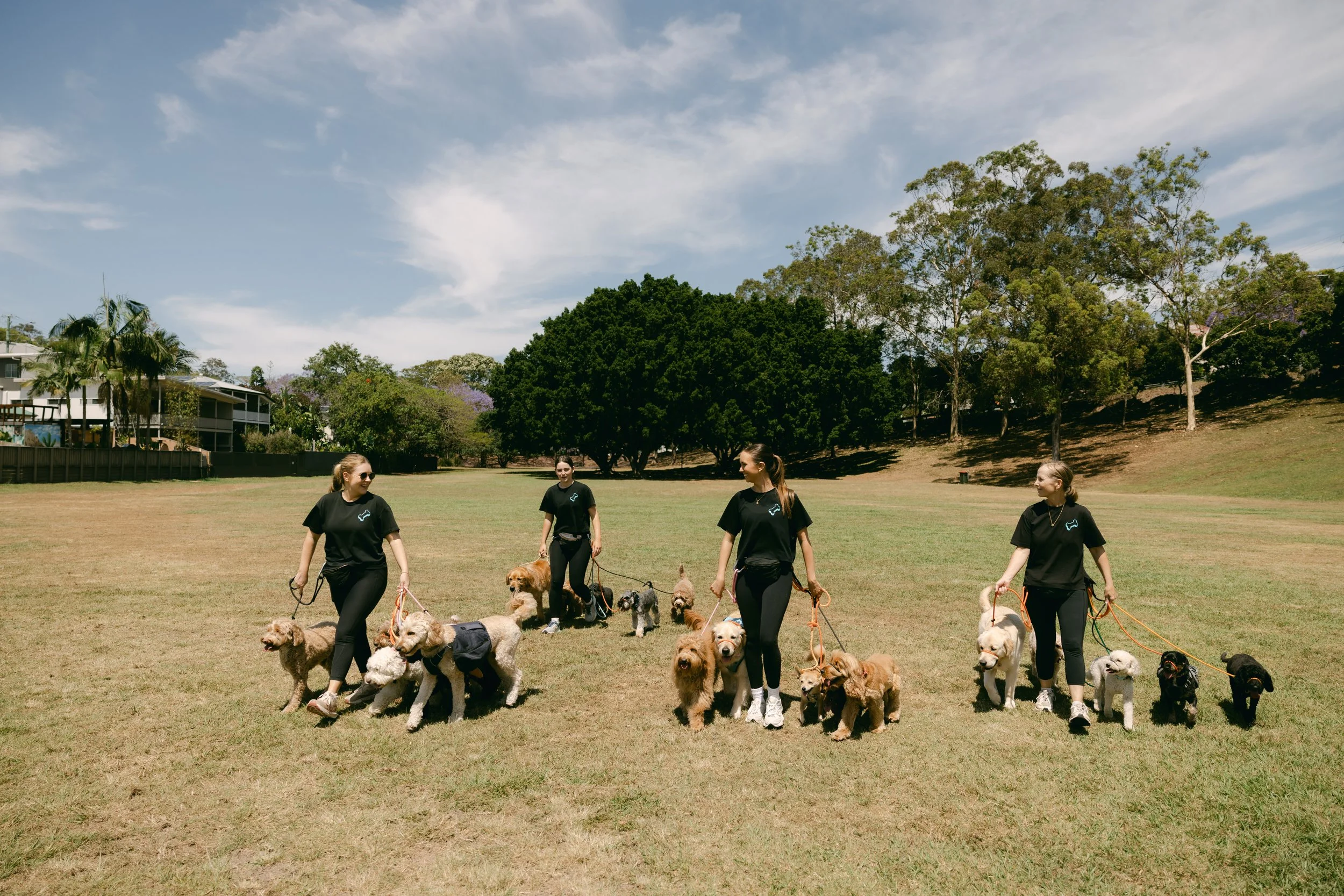 Dogs walking in a park with dog trainers