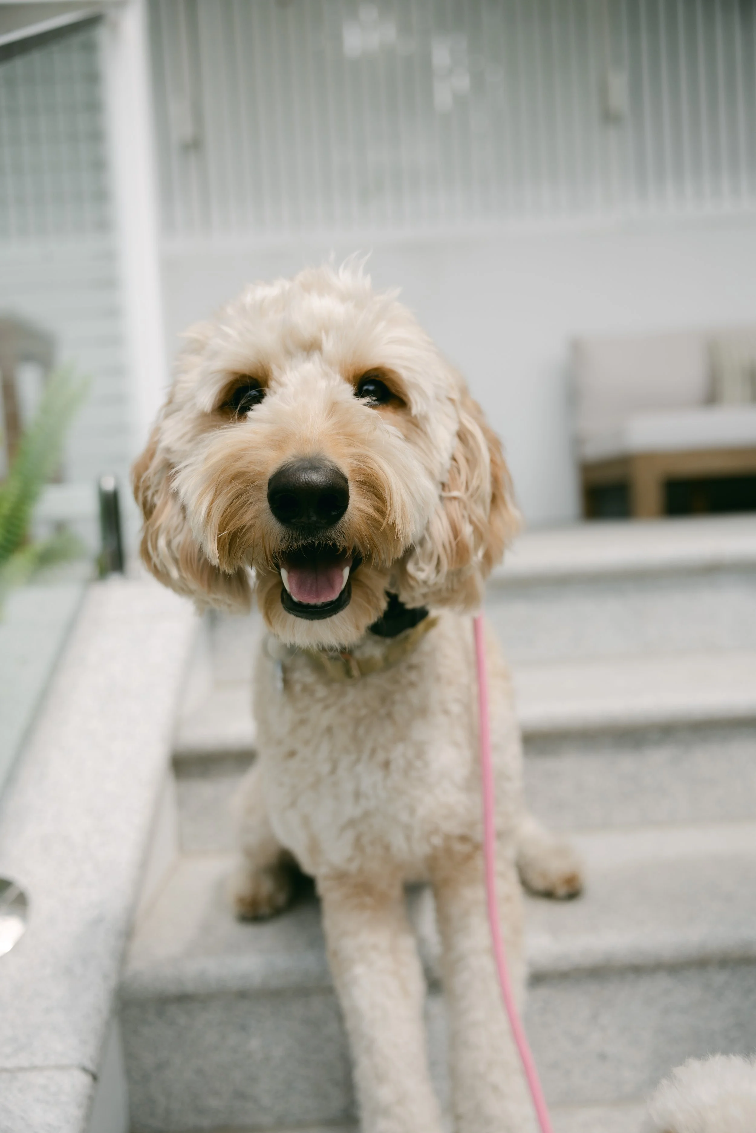 A happy cream-colored doodle dog sitting in front of stairs with a pink leash.
