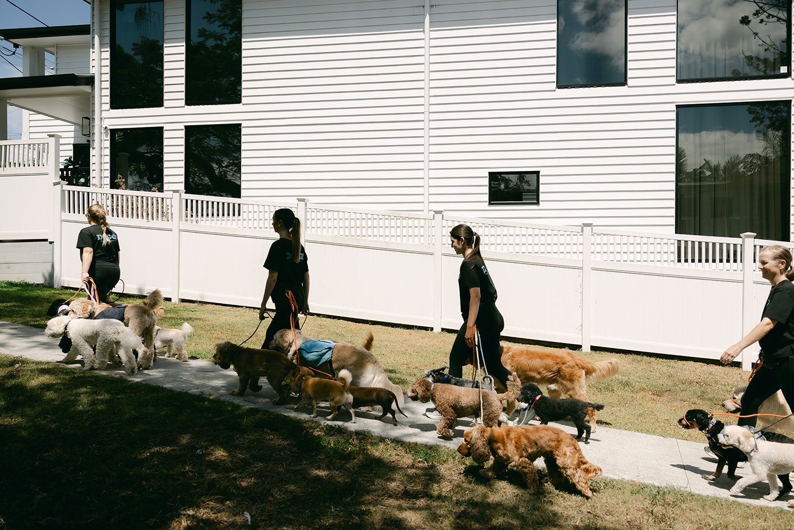 Line of four dog walkers with multiple dogs walking along a sidewalk next to a white fence and house with large windows.