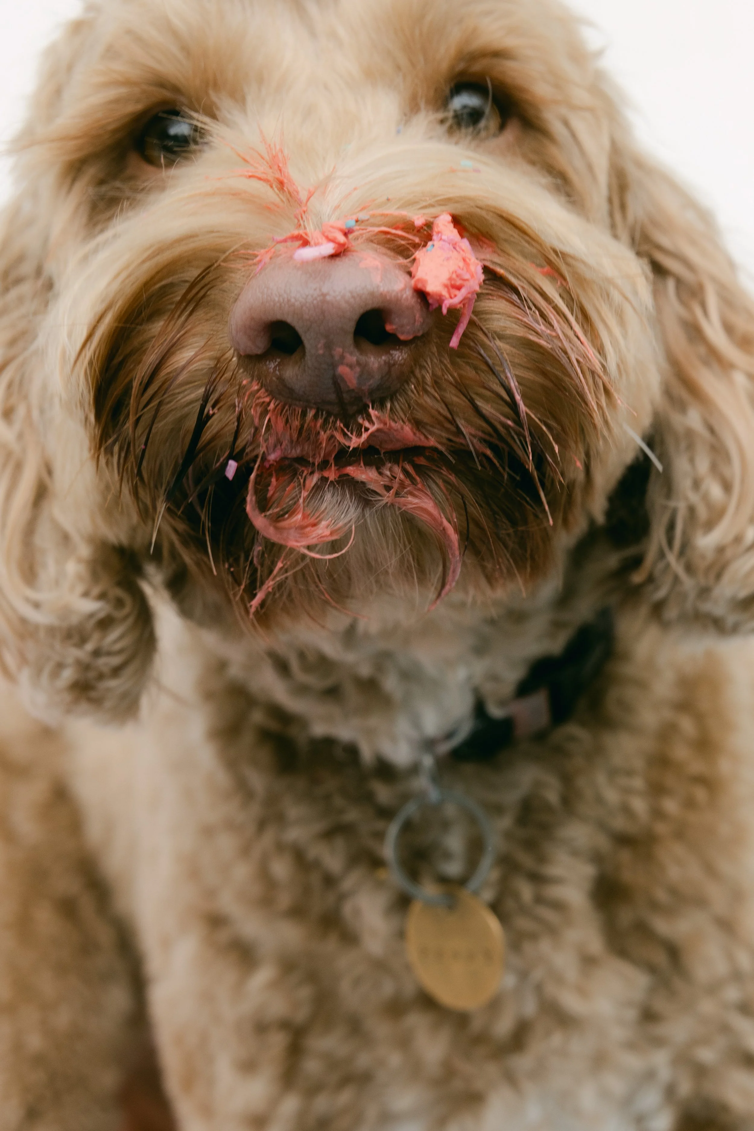 RGS_DOGGI_DESSERTS93-2.jpg