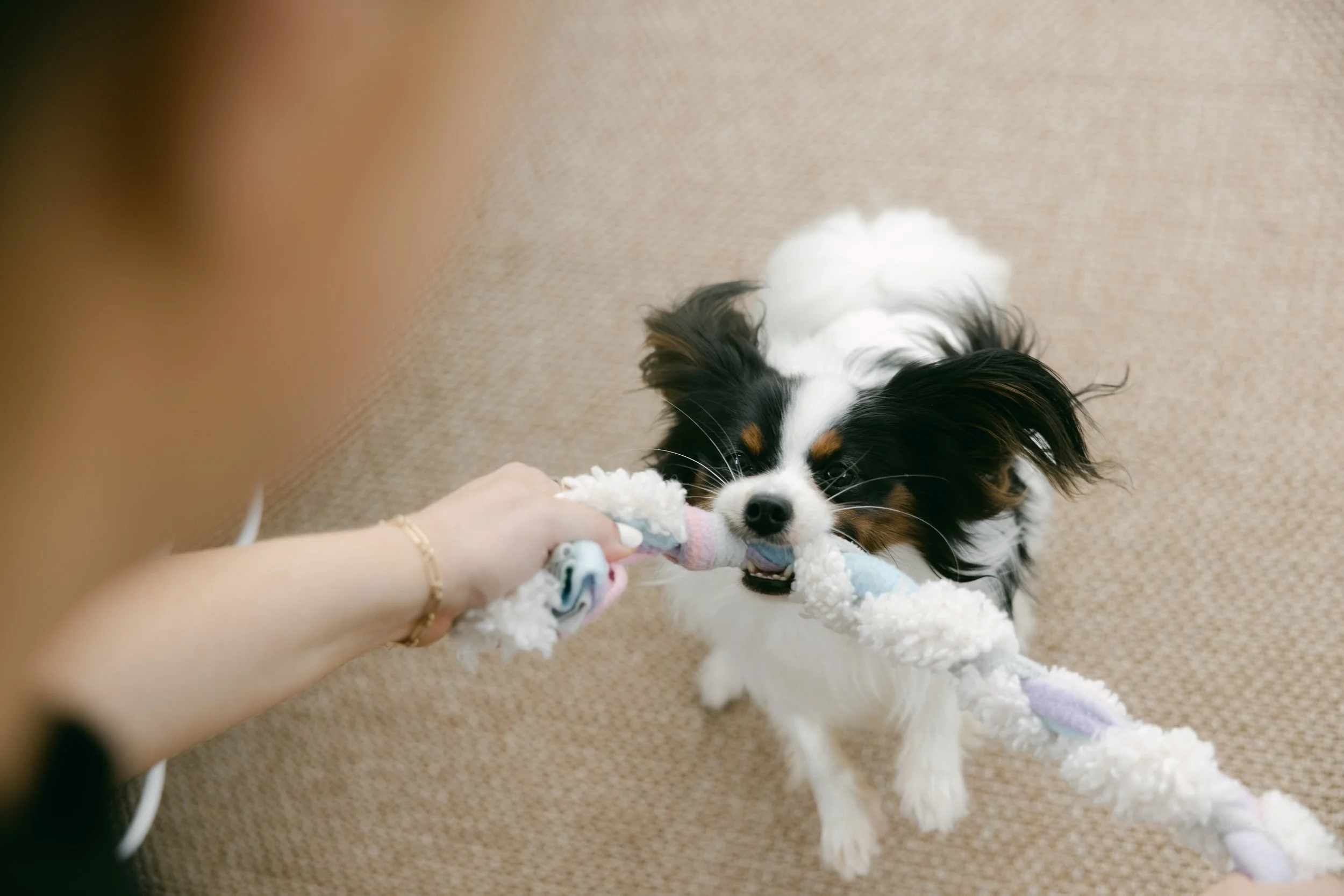 Dog chewing a rope toy
