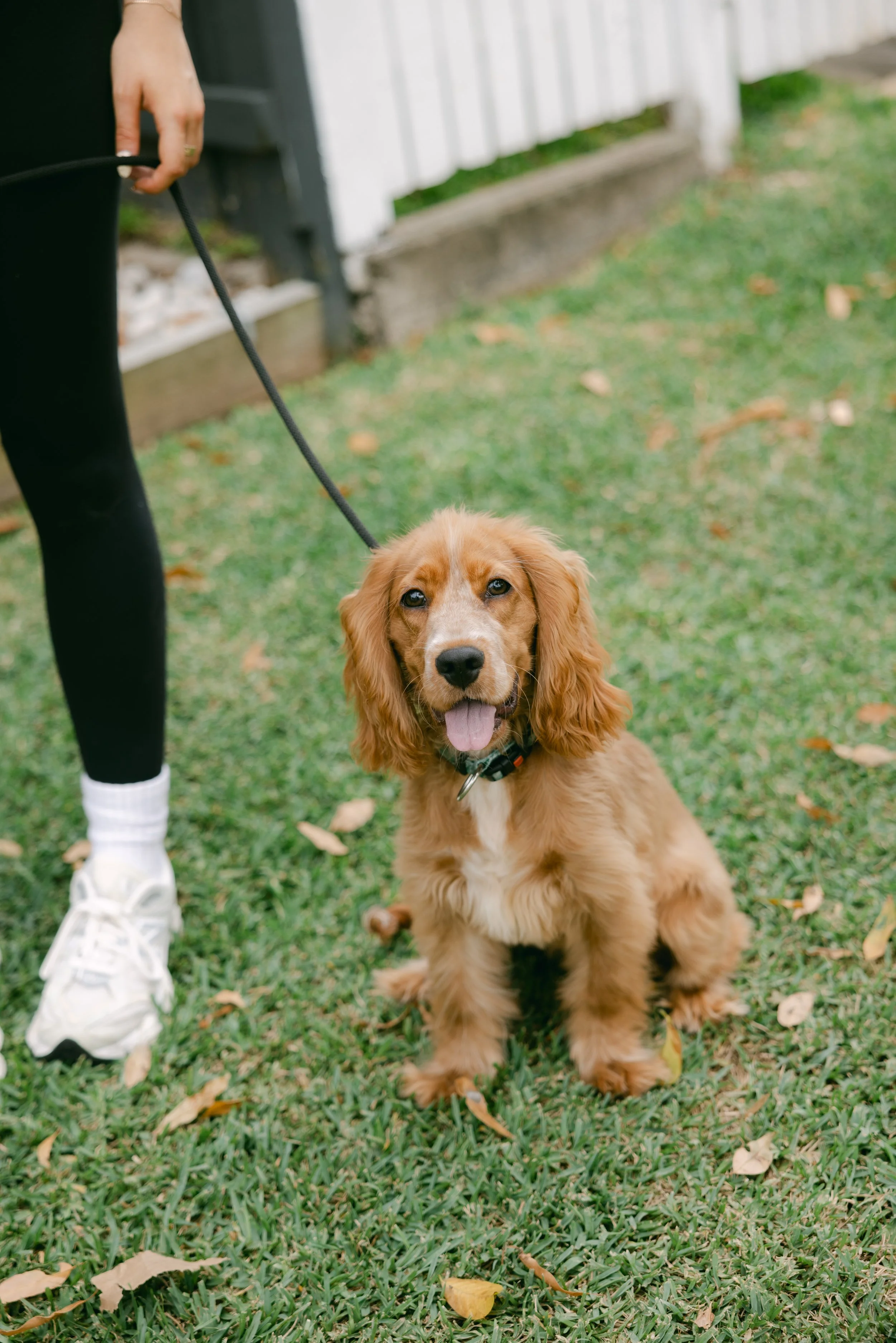 A golden retriever puppy sitting on grass with a leash, tongue out, looking up. Part of a person's leg and hand holding the leash are visible on the left side, wearing white sneakers and black pants. In the background, there is a white wall and some fallen leaves.