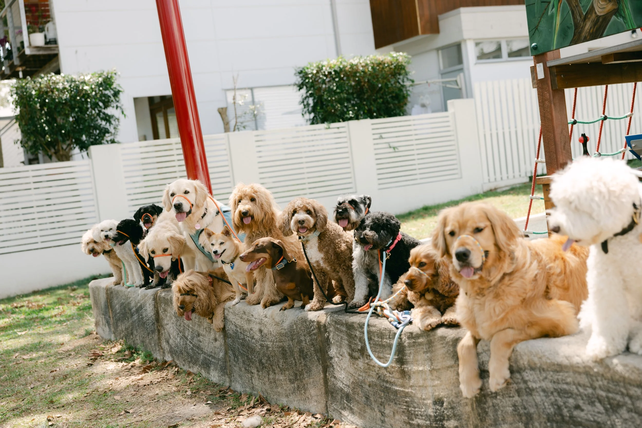 Group of dogs sitting on a raised concrete platform in a backyard, with a white fence, green grass, and trees in the background.