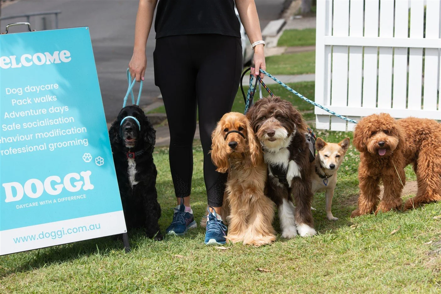 Doggi – Destination for Dogs in Brisbane