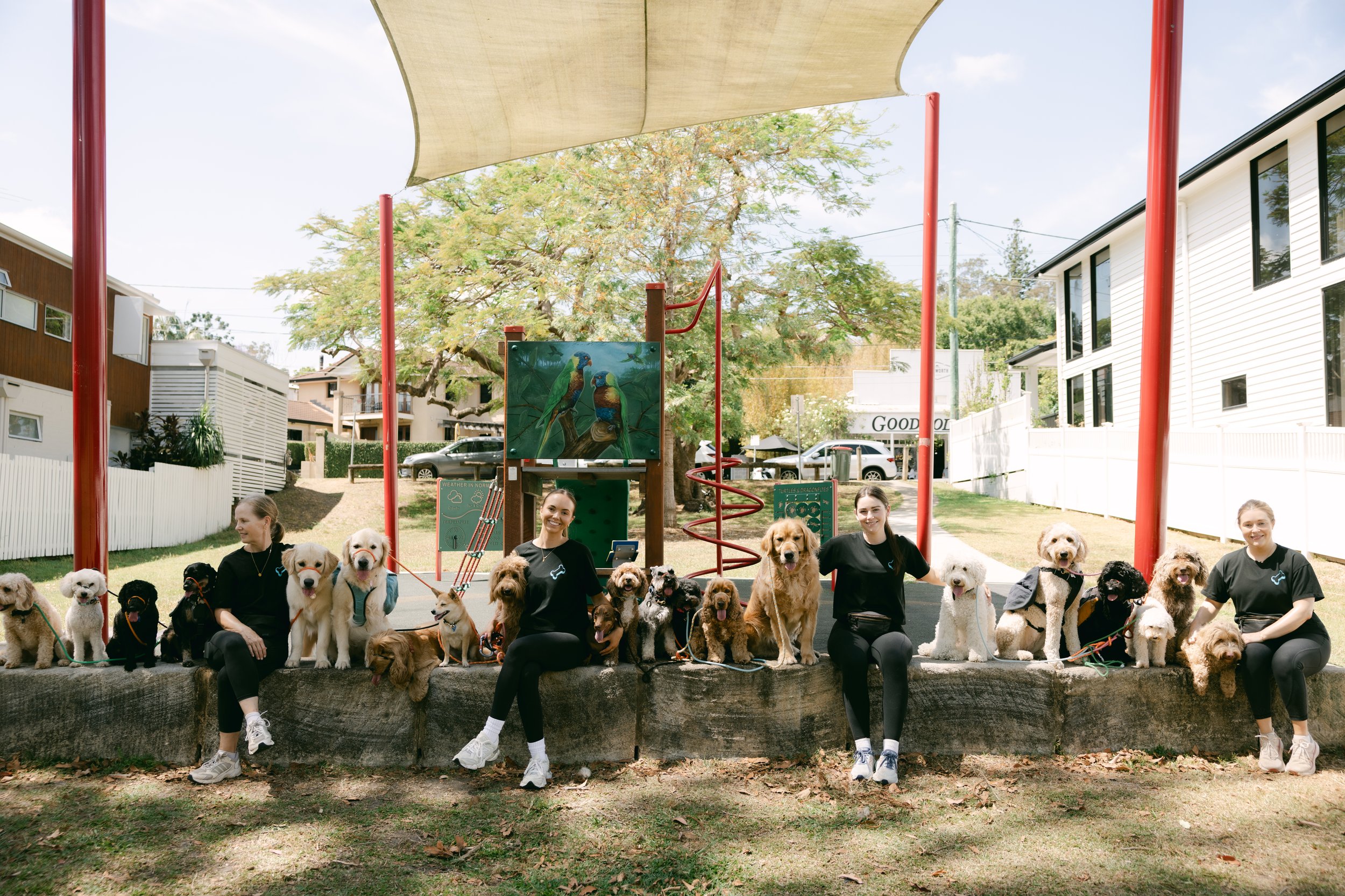 Brisbane expert dog trainers with numerous dogs sitting outdoors in a park, with trees and residential buildings in the background.