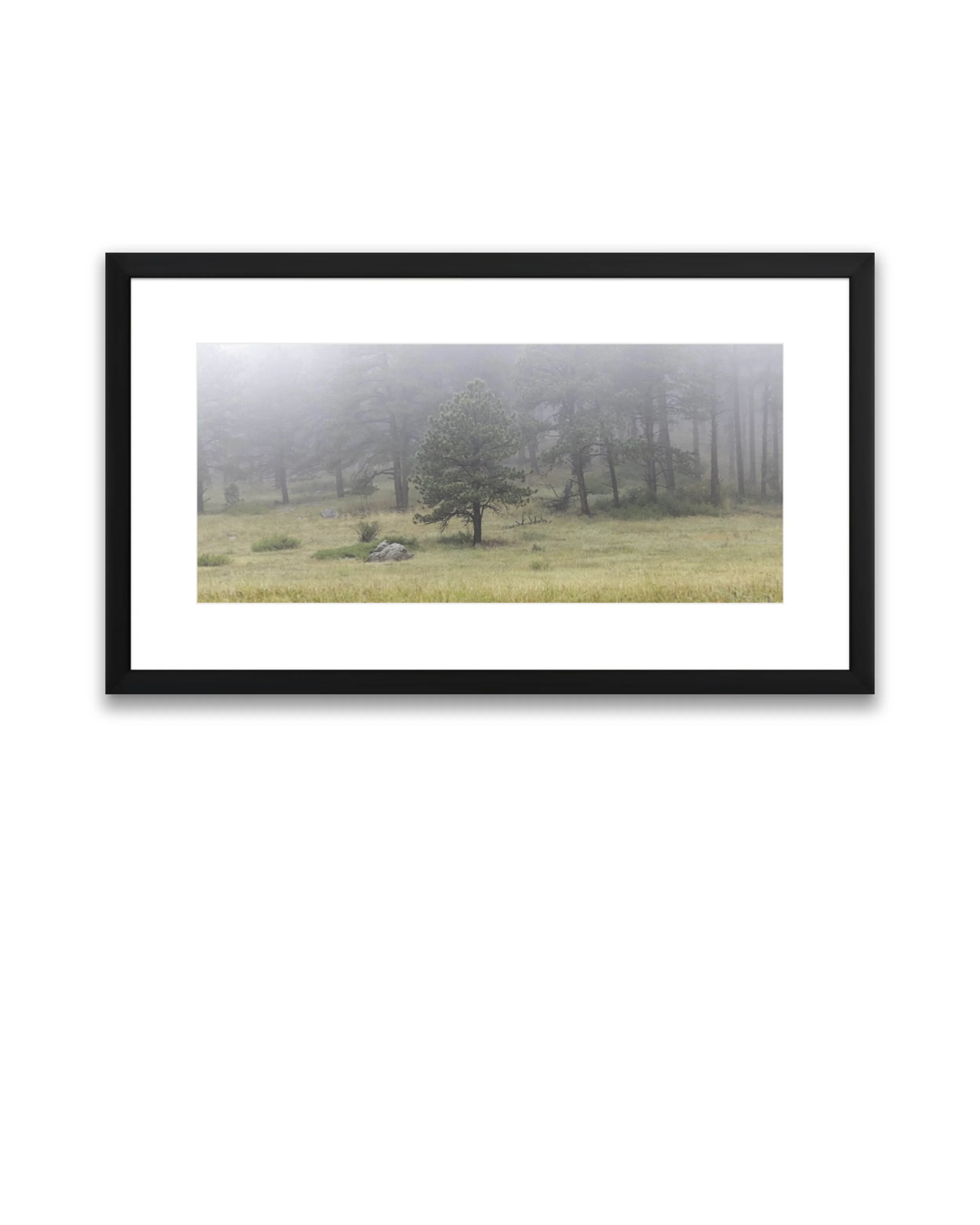 Lone Tree in Fog