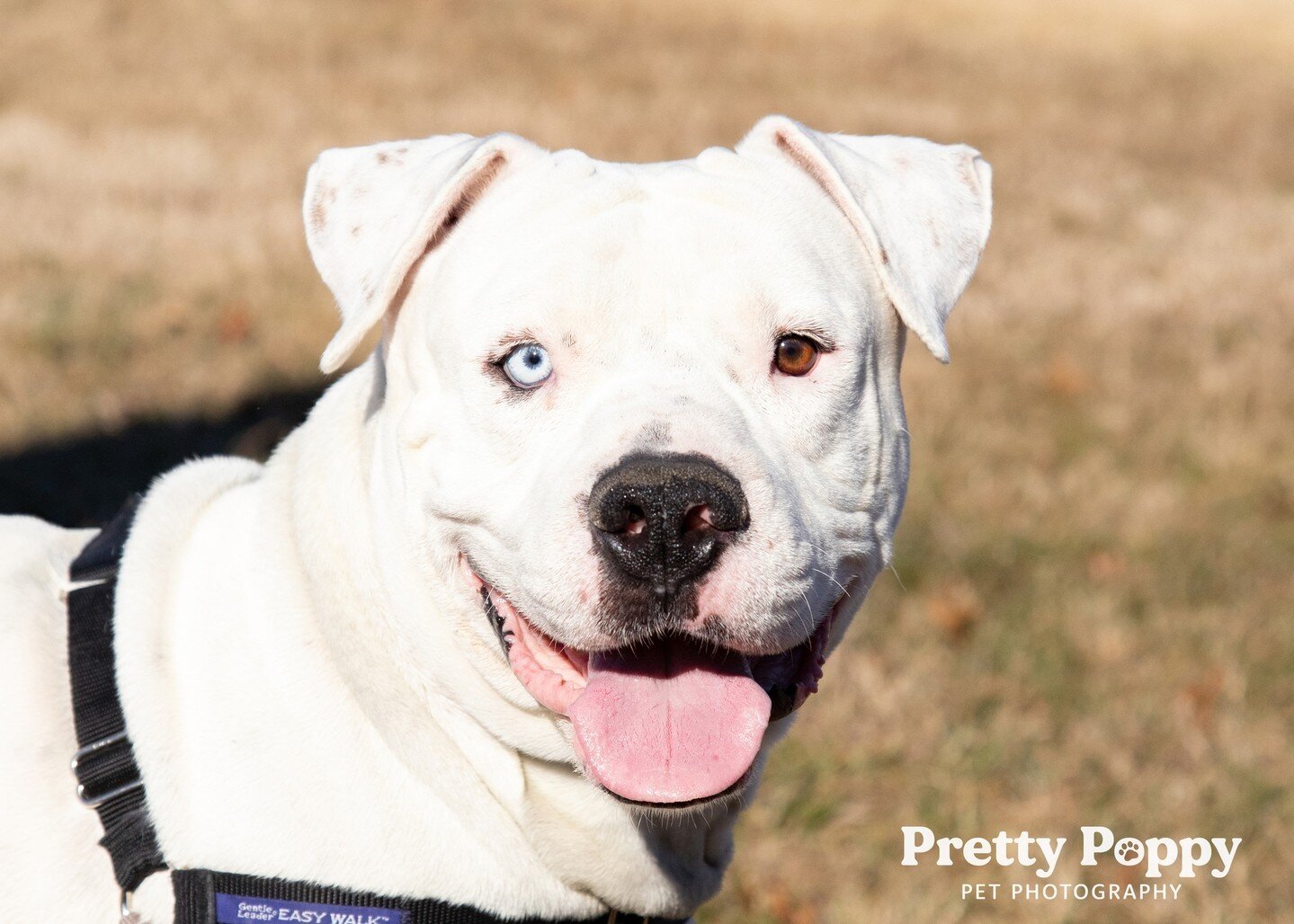Kilowatt's two colored eyes stand out right away against his all white coat and makes him very unique! Two-colored eyes are very sought after for adopters, so it is no surprise how quickly he got adopted.⁠
⁠
Heterochromia is the condition in which an