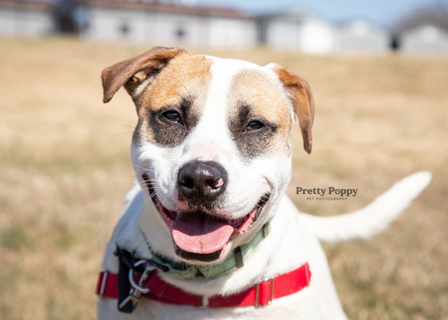 Ghost is a sweet one year old pit bull terrier who loves to play. He is a favorite amongst volunteers for his fun and affectionate personality. He just got adopted after 6 months at the shelter 🎉