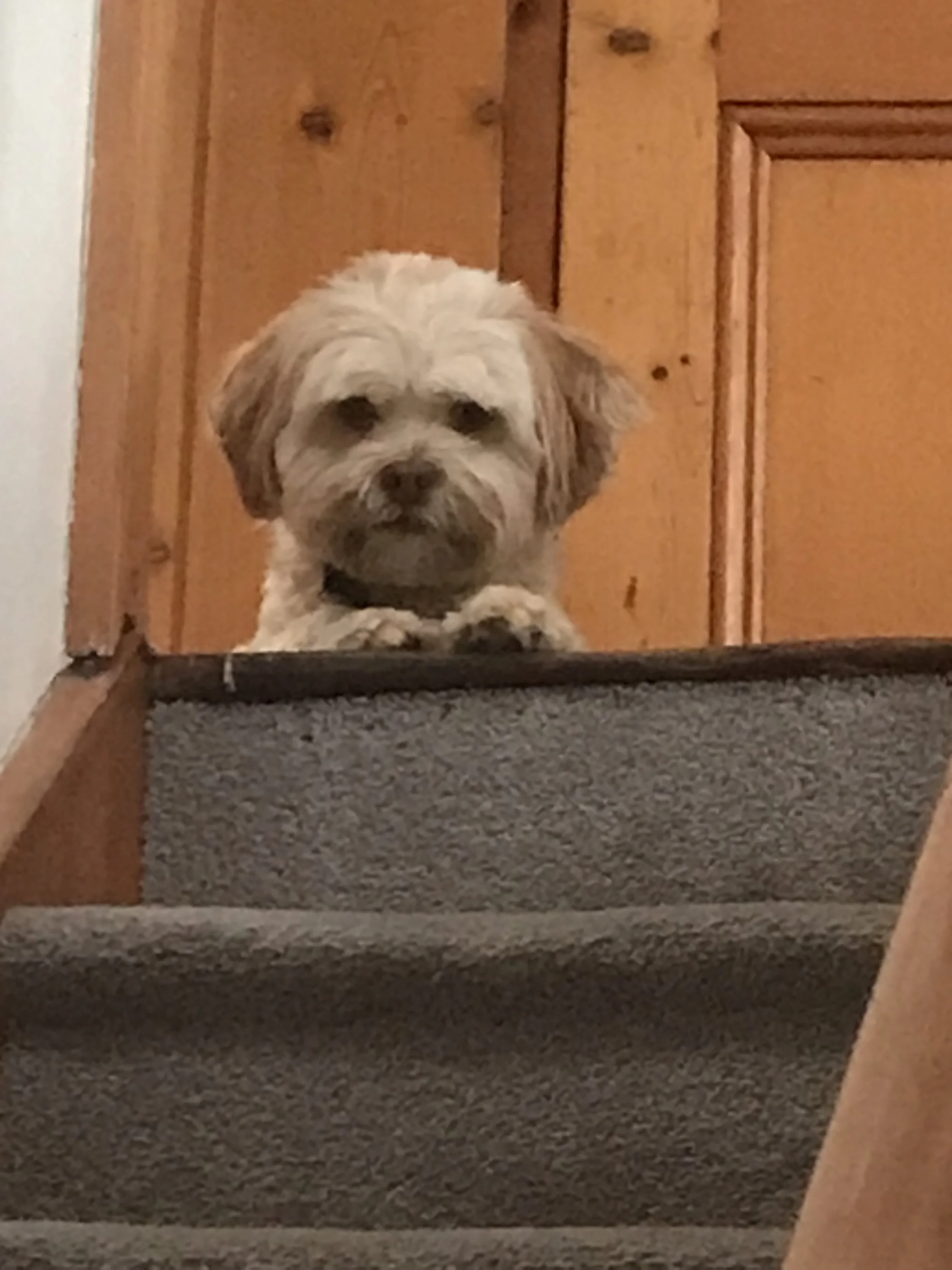 Dog with curly white and tan fur looking over a carpeted staircase from a landing, wooden wall in background.