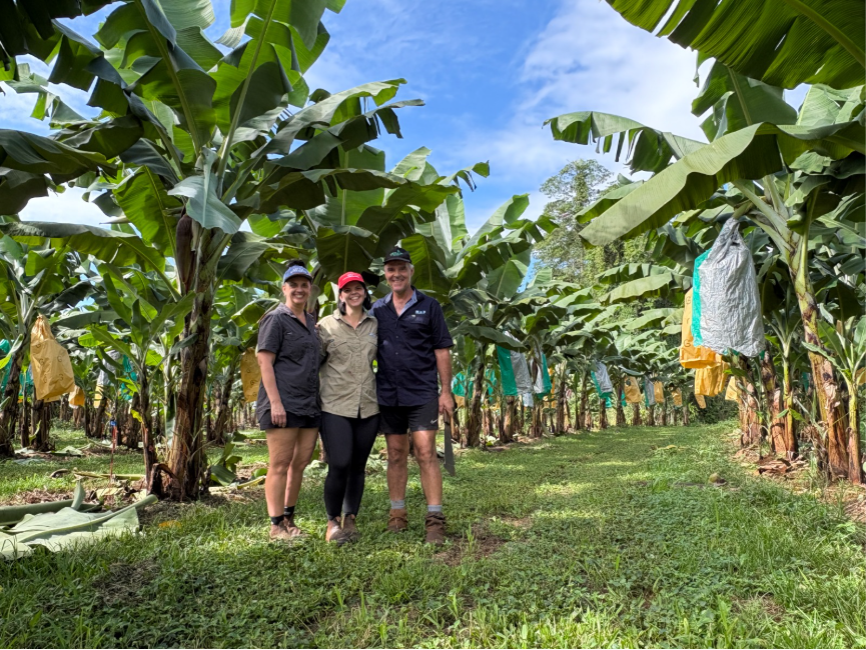 New edition of Australian Bananas