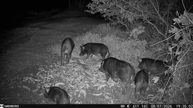1080 baiting program - subsidies still available!
