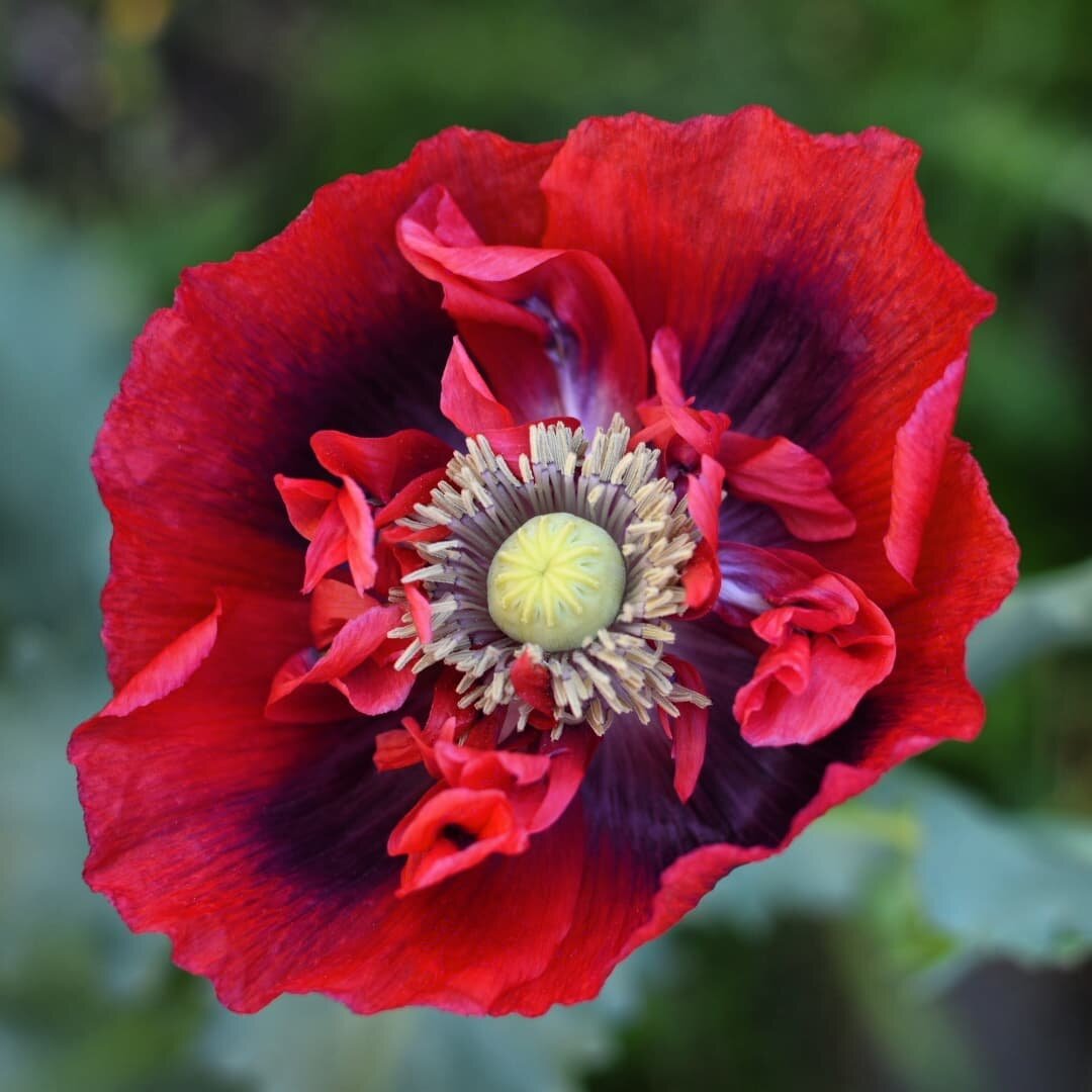 Woke up this morning to these magical creations ❤

#poppies #poppieshavepopped