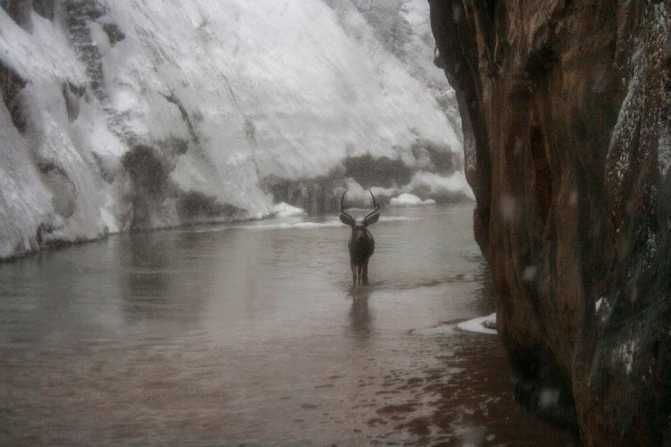 Mule deer in The Narrows in Zion National Park on a snowy day.