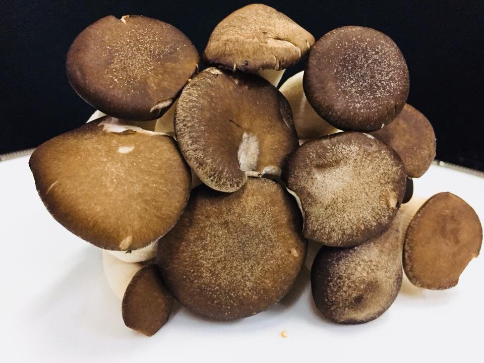 鮮菇道(黑美人菇).jpg