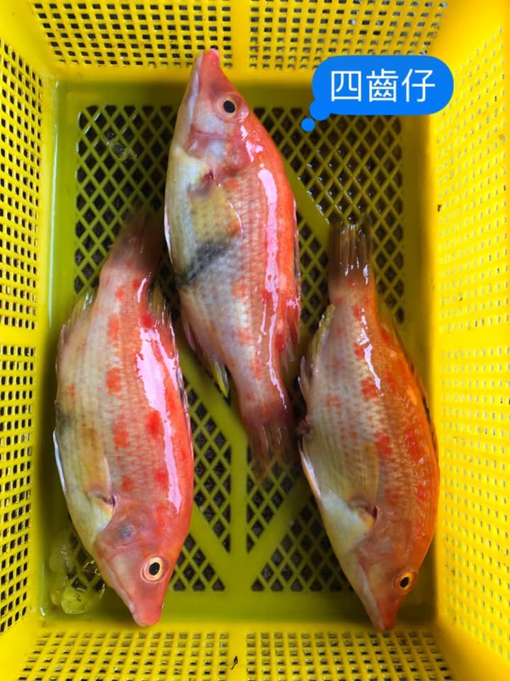 四齒仔.jpeg