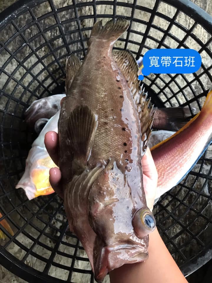 寬帶石斑.jpeg