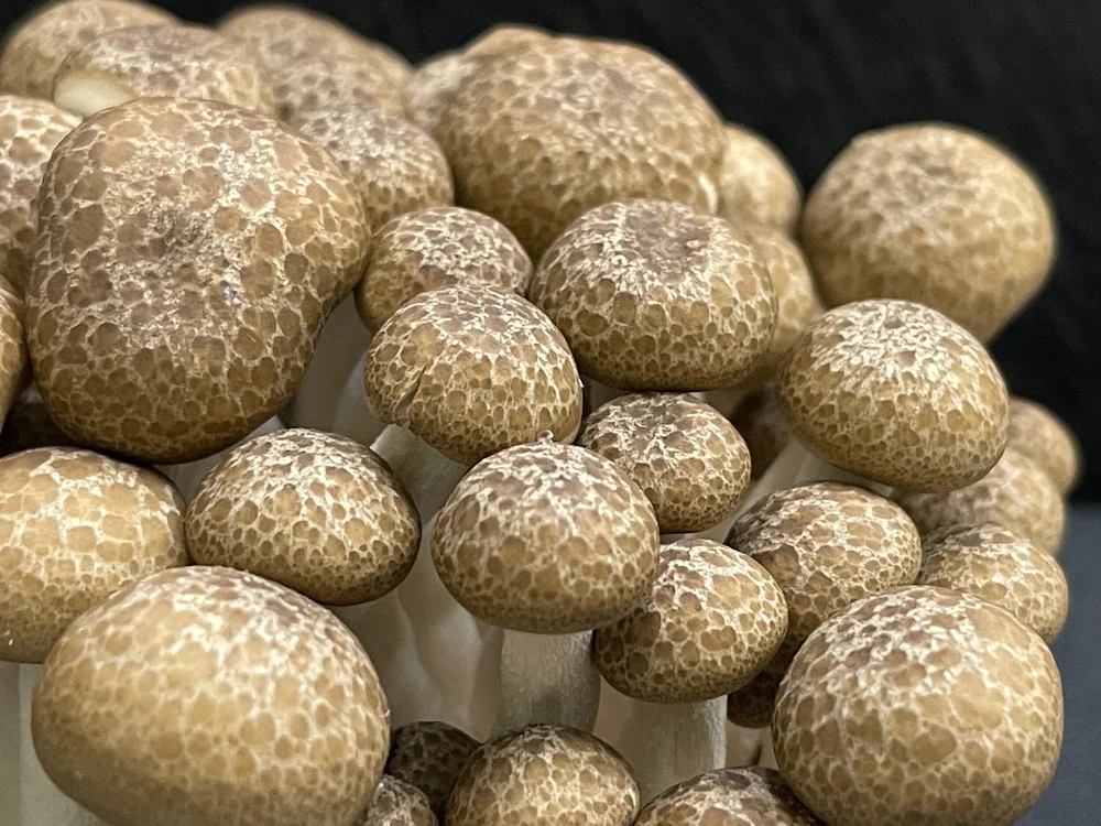 2A66E9AB-CAF6-4DCF-96BA-3B395F883DDE